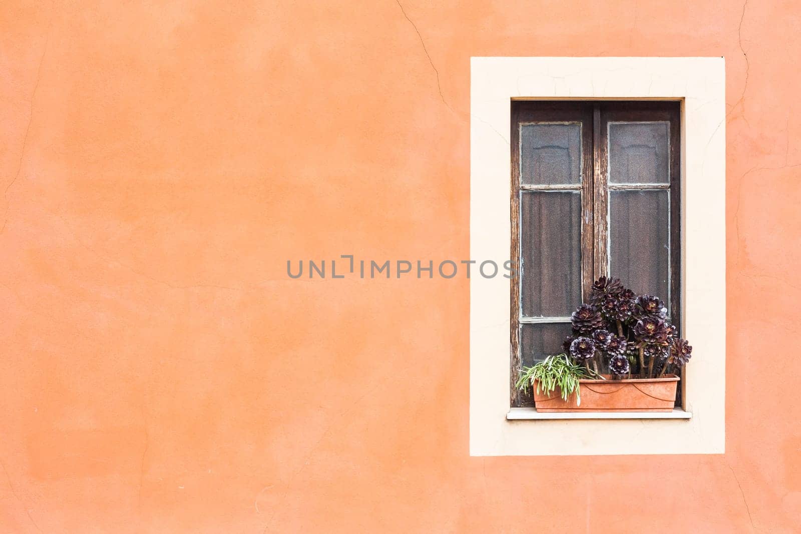 Closed window with planter  and orange wall.