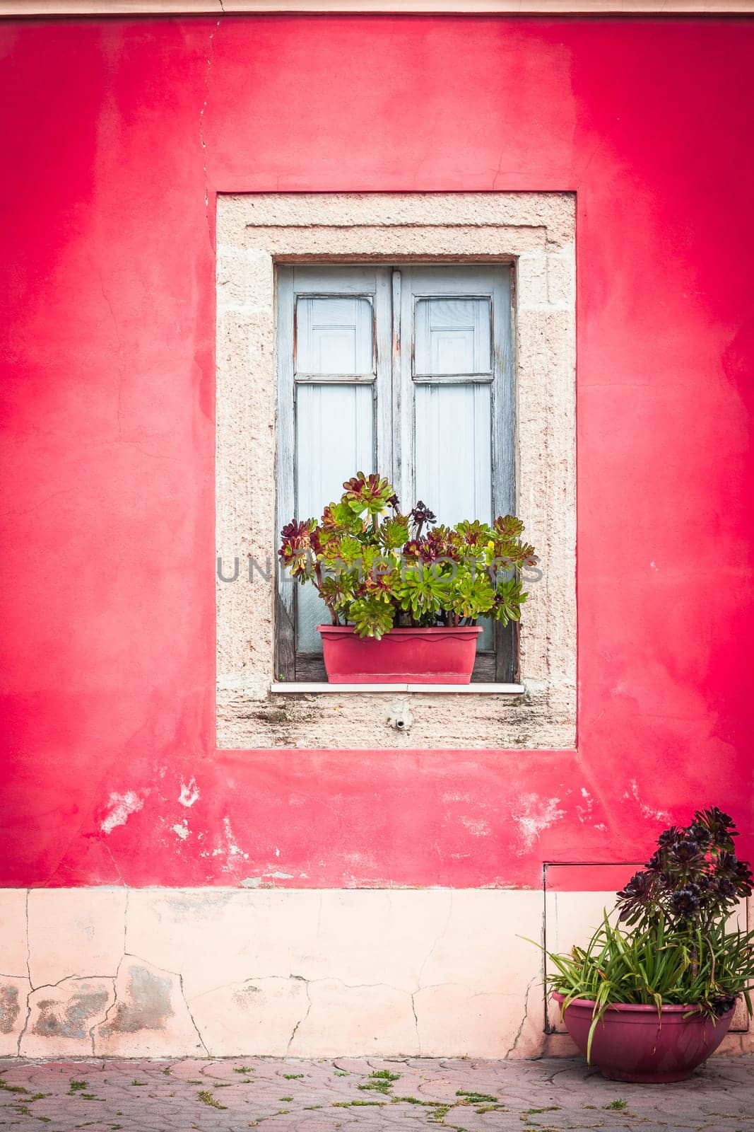 Closed window with planter  and red wall.