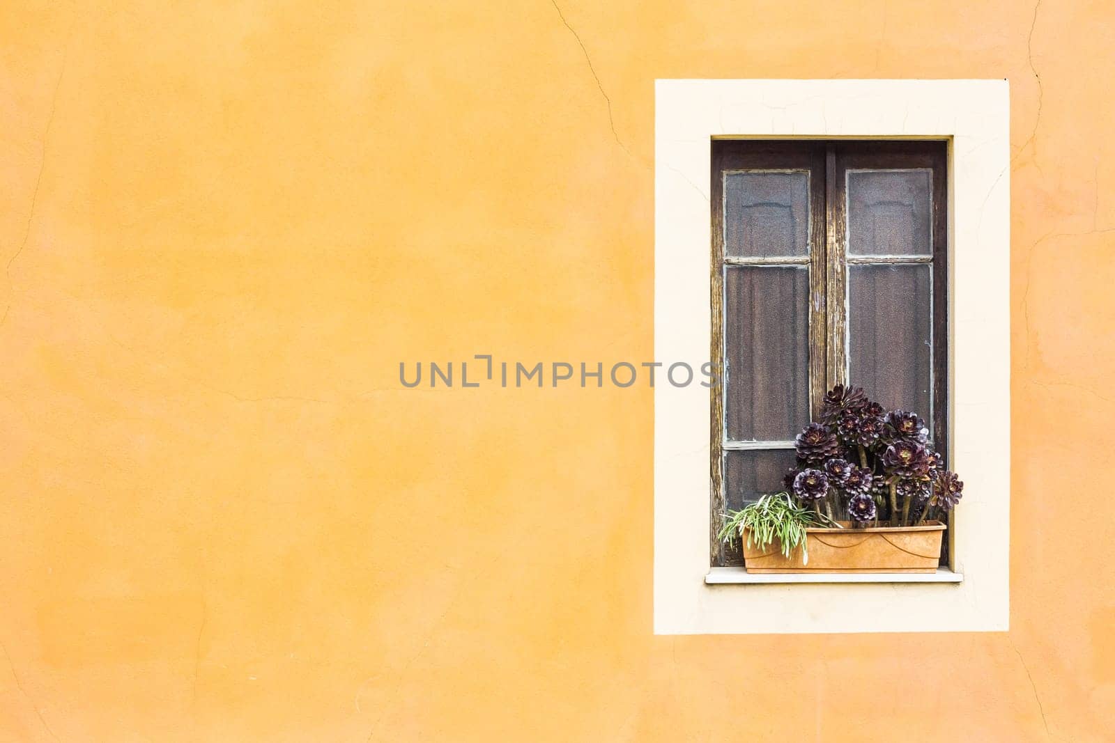 Closed window with planter  and yellow wall.