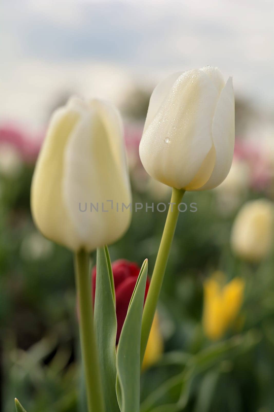 Tulips on a tulip field in spring