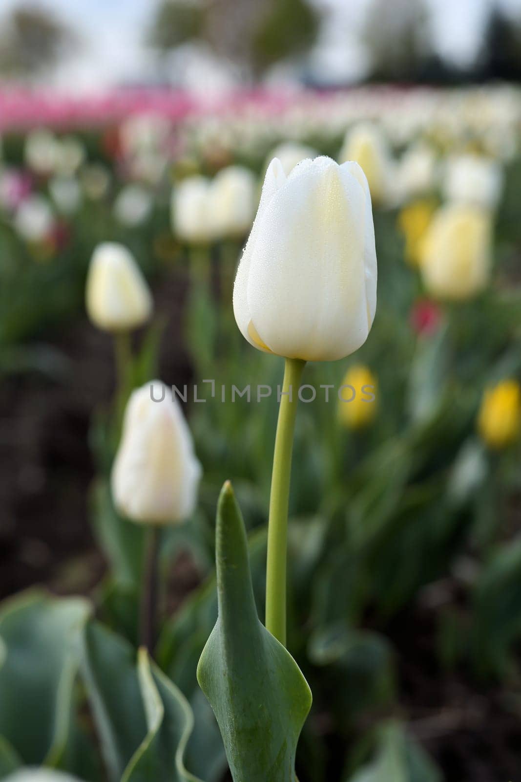 Tulips on a tulip field in spring