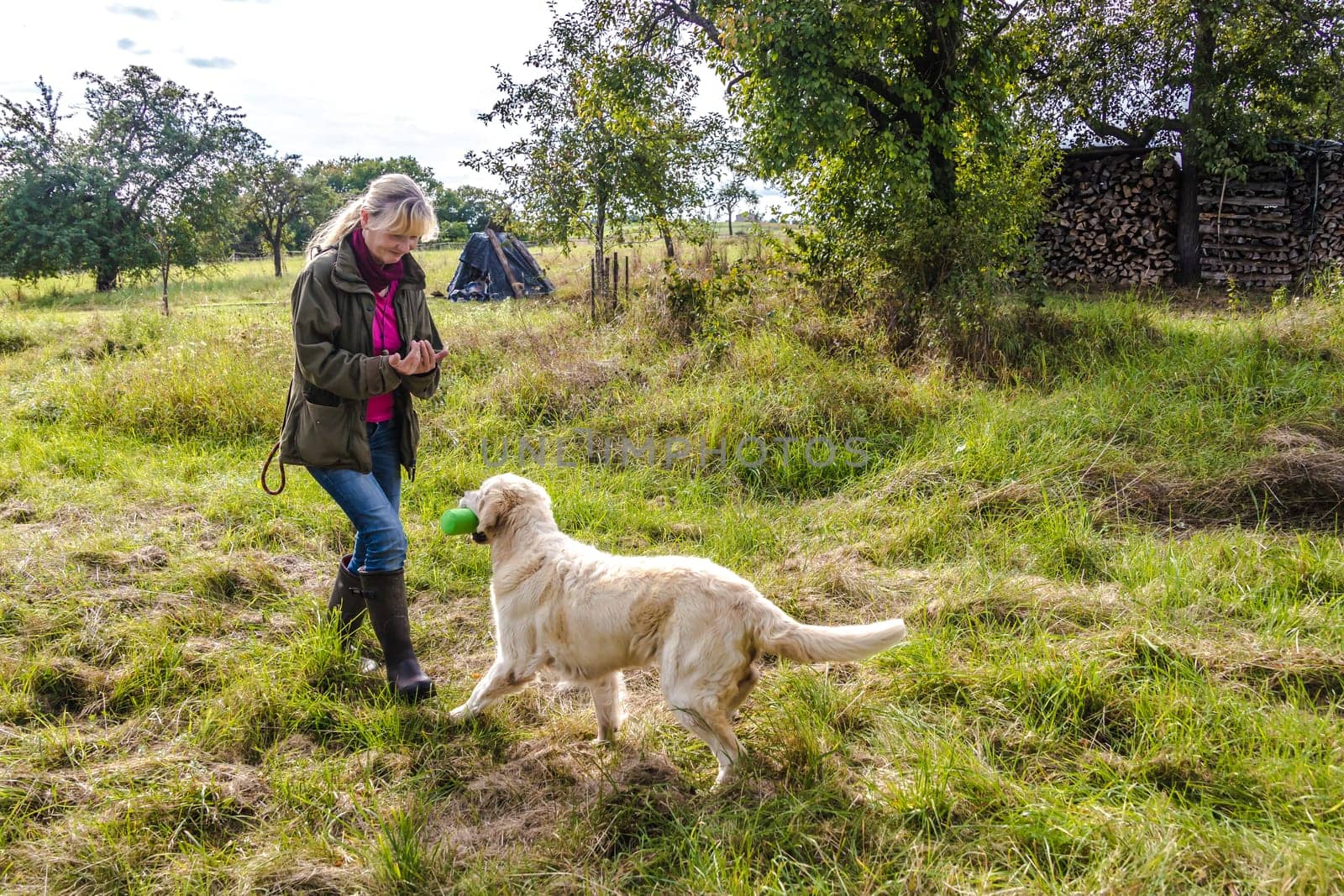 Dog trainer trains a golden retriever on a meadow in autumn.