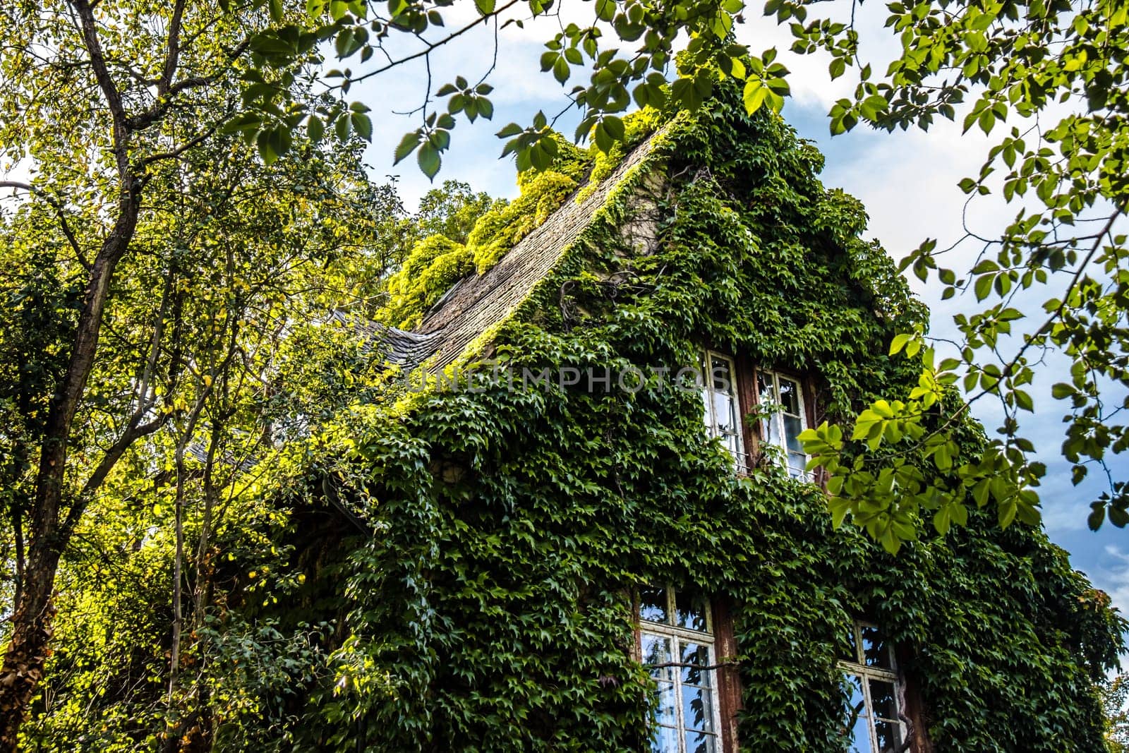House overgrown with ivy on a facade with windows on a summer day