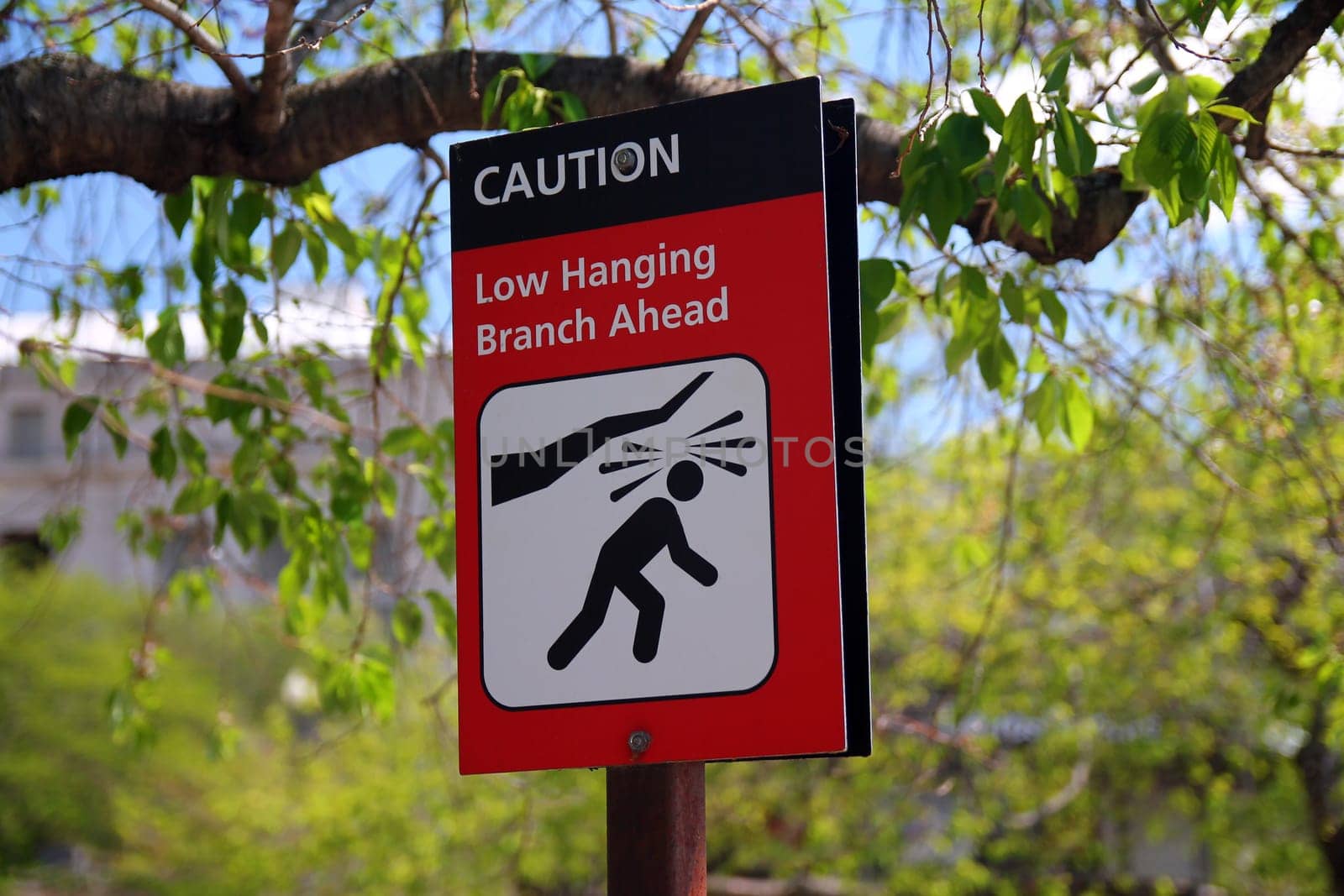 Caution, low hanging branch ahead red and white sign with icon representation hanging on a pole with trees in the background