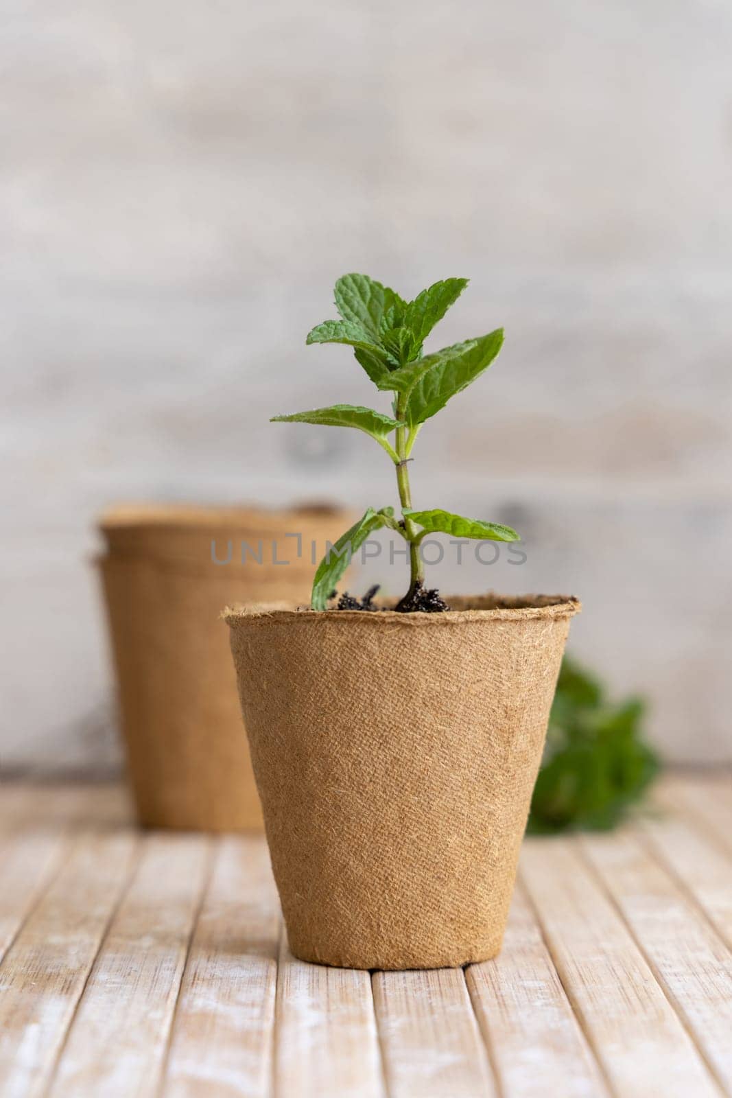 Mint seedlings growing in a biodegradable pots close up. Small green sprouts. Homegrown plant, Indoor gardening and germinating herb seeds, on white wooden table