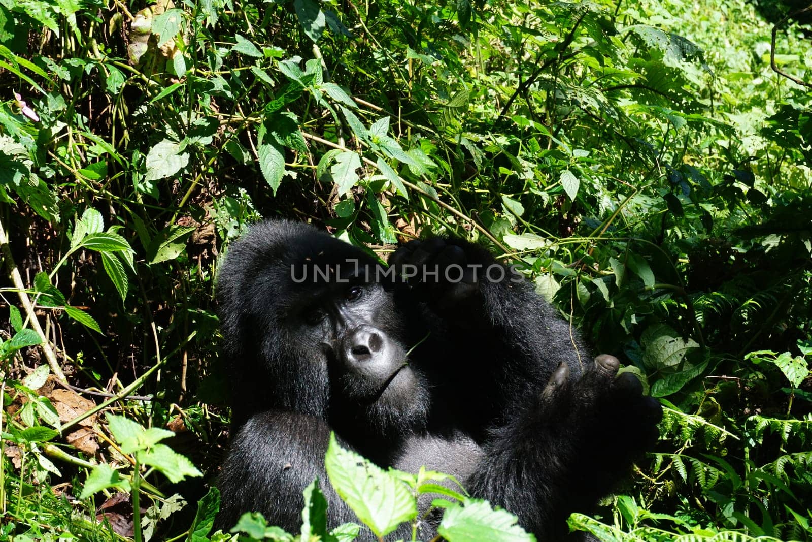 Big silverback mountain gorilla observing the park visitors at Bwindi Impenetrable Forest, Uganda
