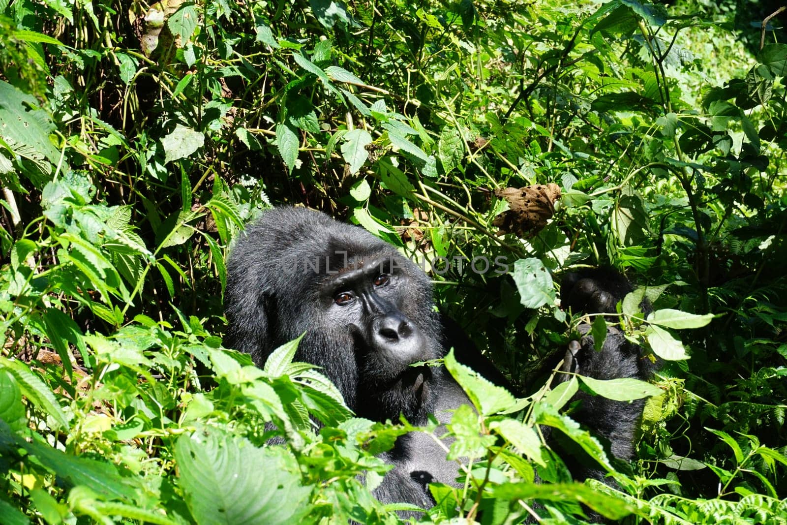 Silverback mountain gorilla eating and looking at the visitors at Bwindi Impenetrable Forest, Uganda