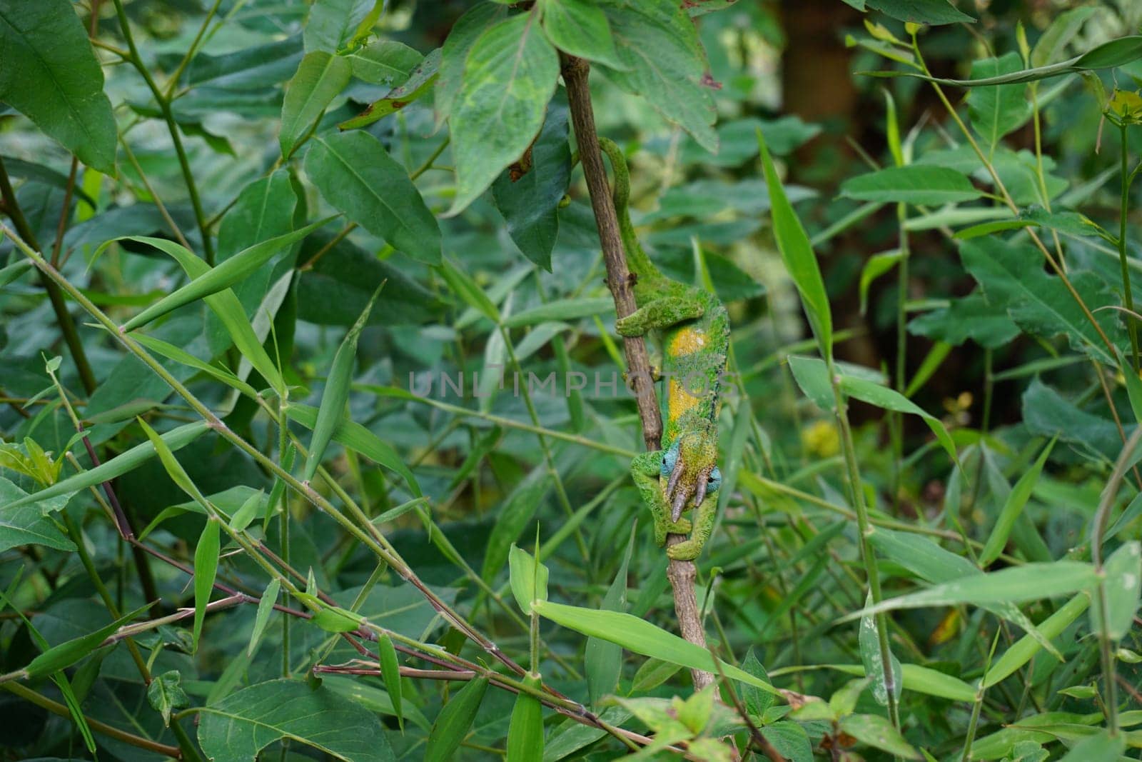 Male Jackson's Chameleon spottet next to the trail at Bwindi impenetrable forest, Uganda