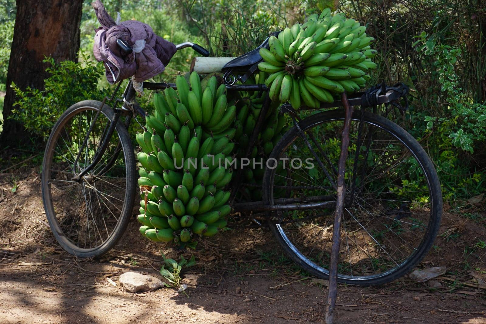 Old rustily bycicle used to transport freshly harvested bananas, Fort Portal, Uganda