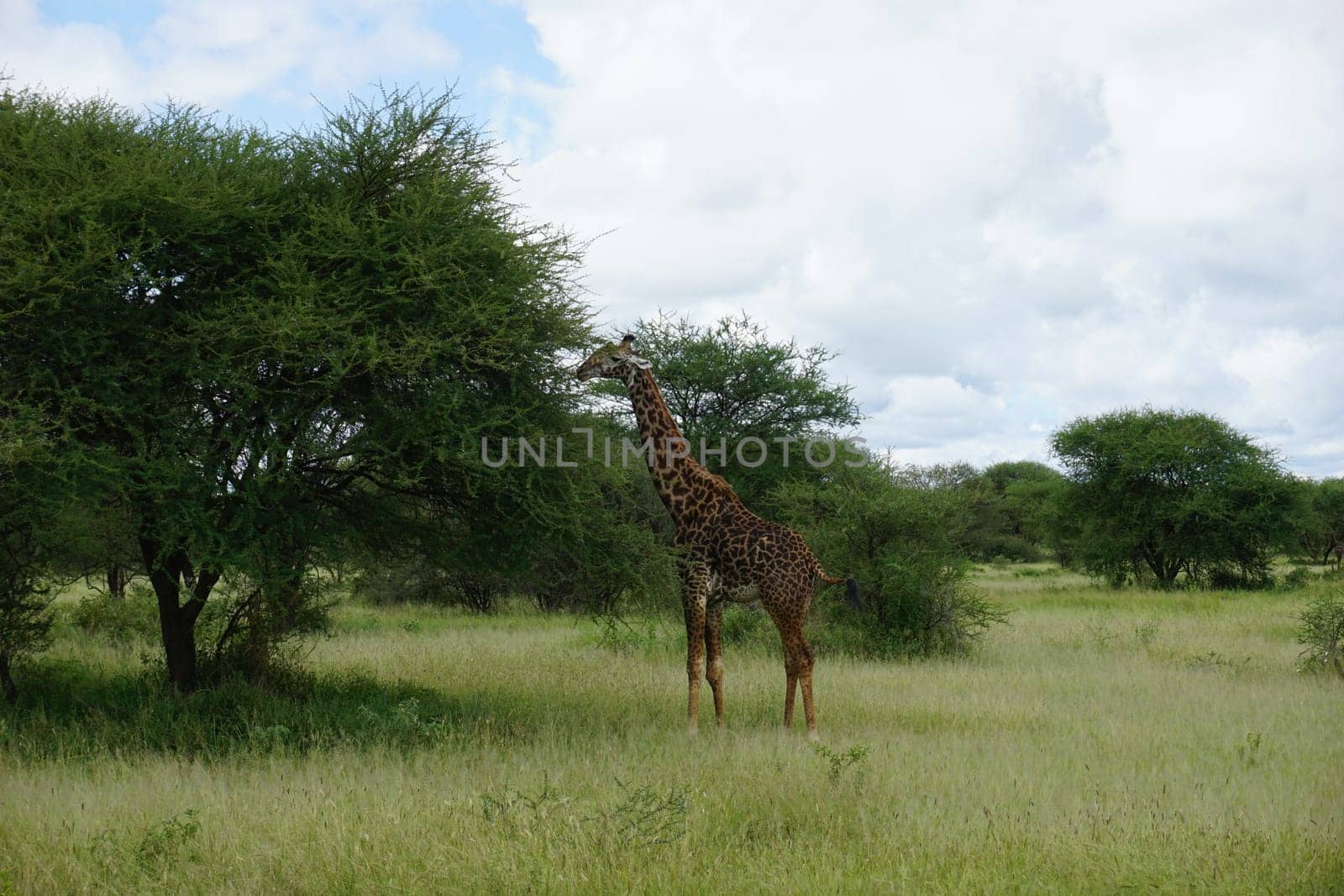 Beautiful Masai Giraffe who is about to eat, Tarangire National Park, Tanzania 2021
