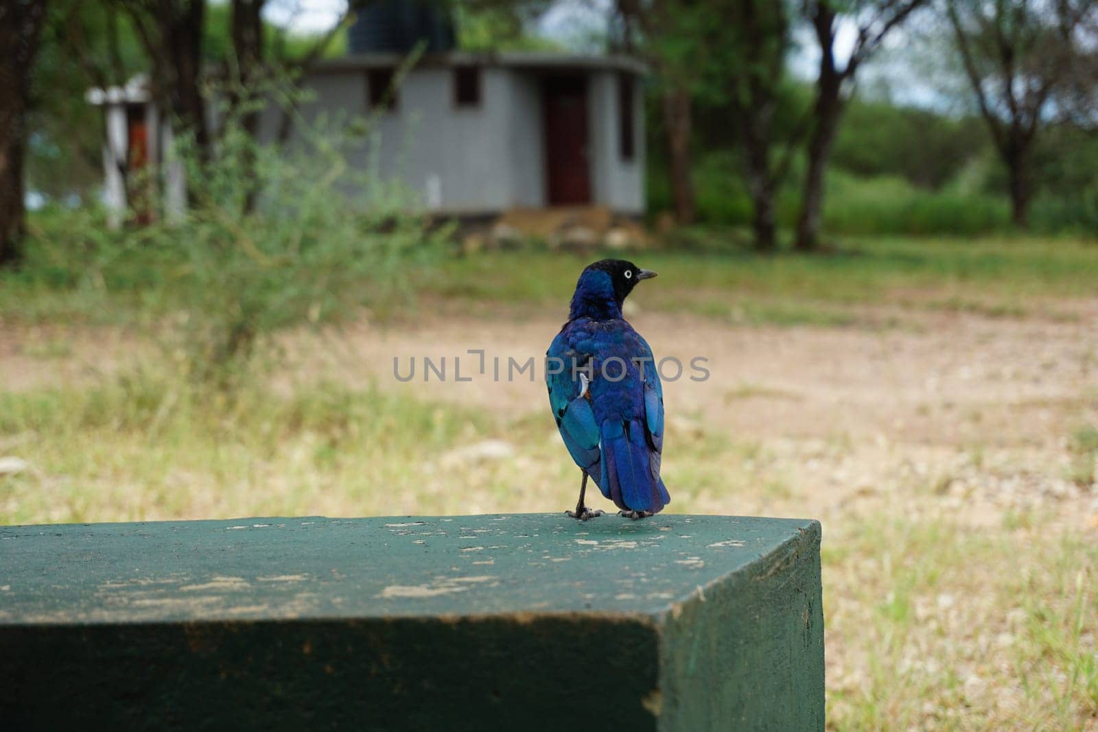 Superb starling, shiny blue bird waiting to be fed on a safari break, Tanzania 2021