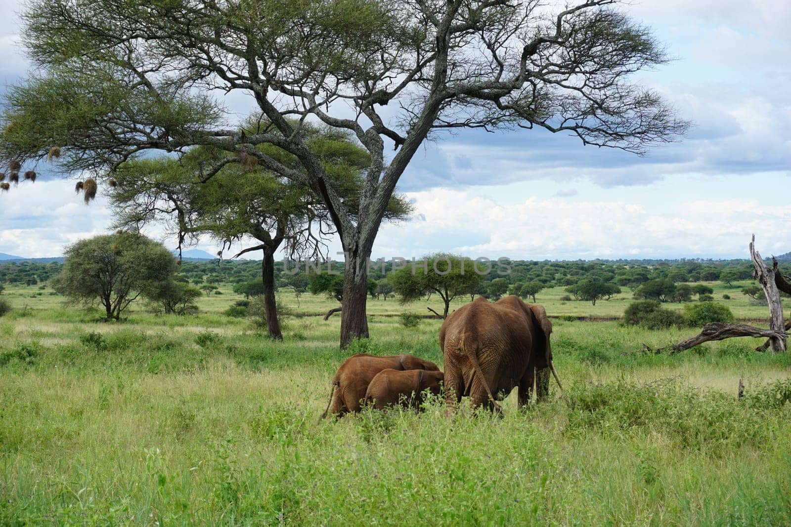 Small elephant family leaving, showing us their bottoms, Tarangire National Park, Tanzania 2021