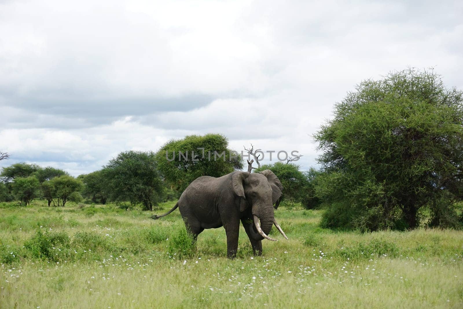 Giant male African Elephant discovered in the Tarangire National Park, Tanzania 2021