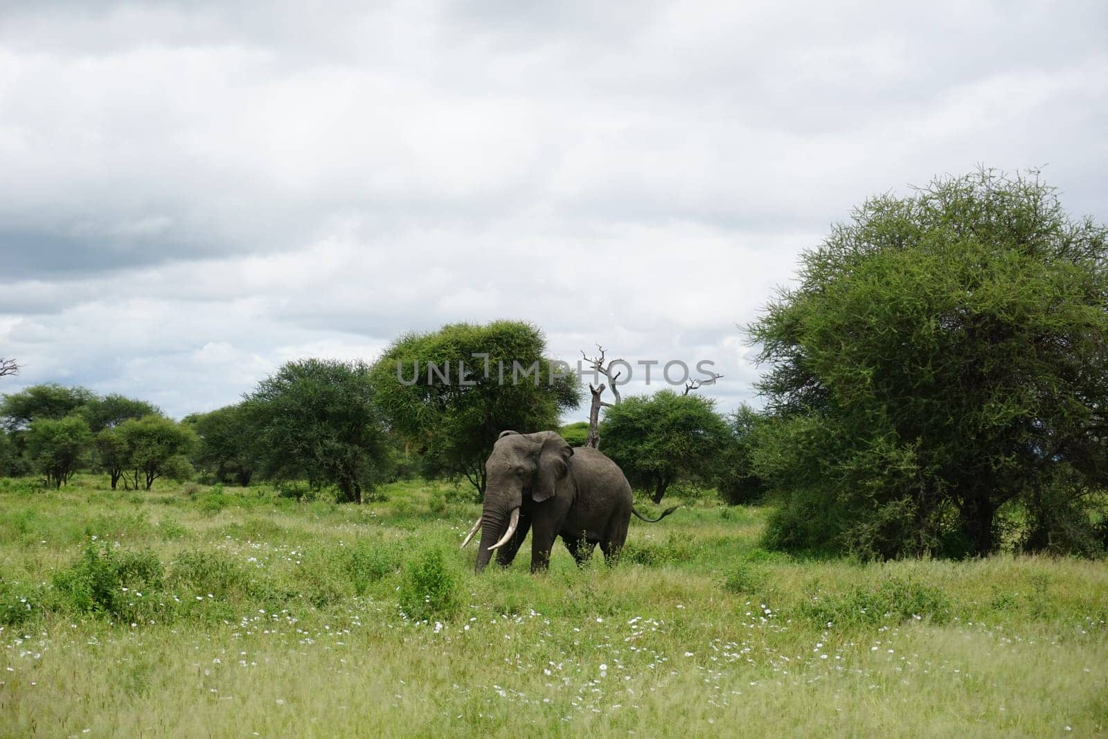 Lone elephant bull, african elephant, caught in the Tarangire National Park, Tanzania 2021