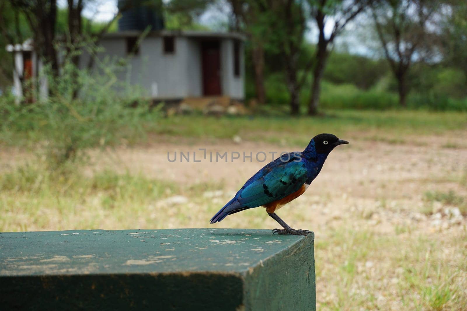 Superb starling, pretty blue bird discovered on a safari break in the Serengeti, Tanzania 2021