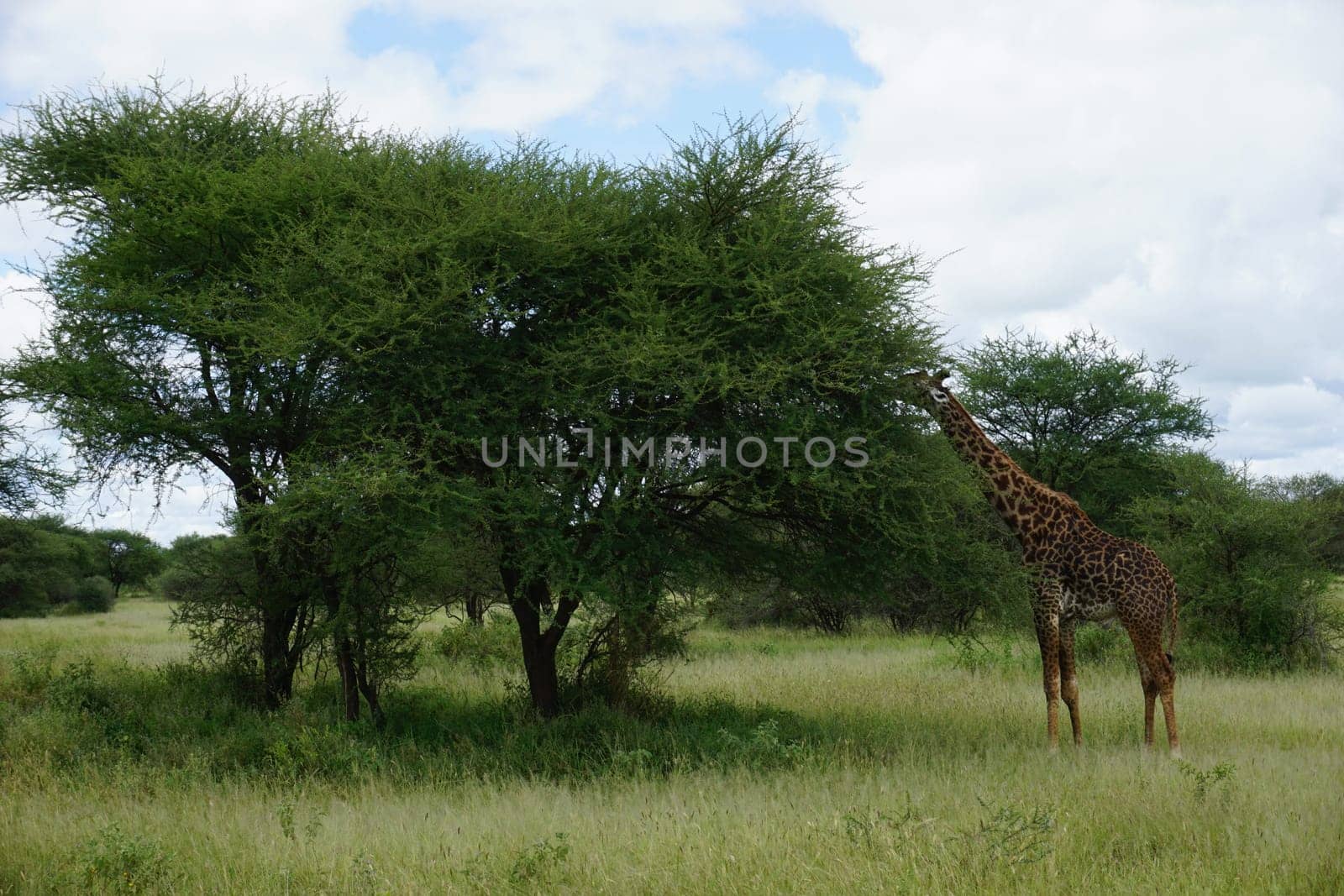 Masai Giraffe sticking its head into a tree for a meal, Tarangire National Park, Tanzania 2021
