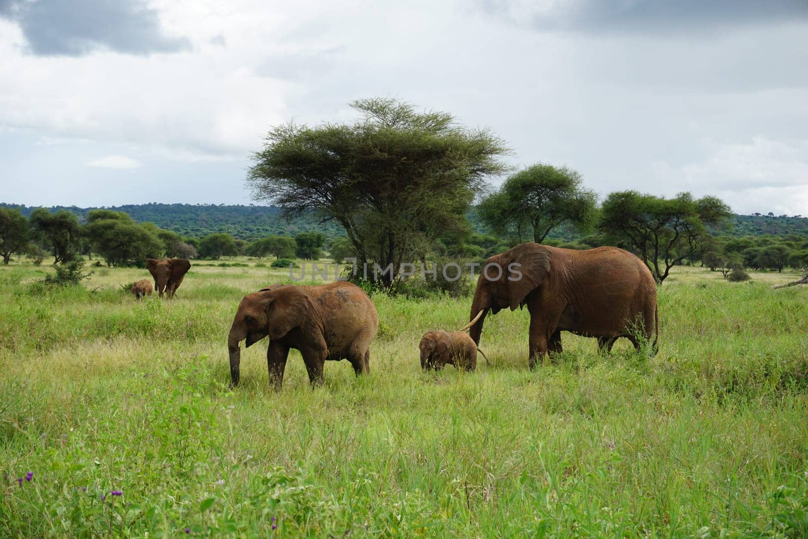 Beautiful elephant family with little baby in the Tarangire National Park, Tanzania 2021