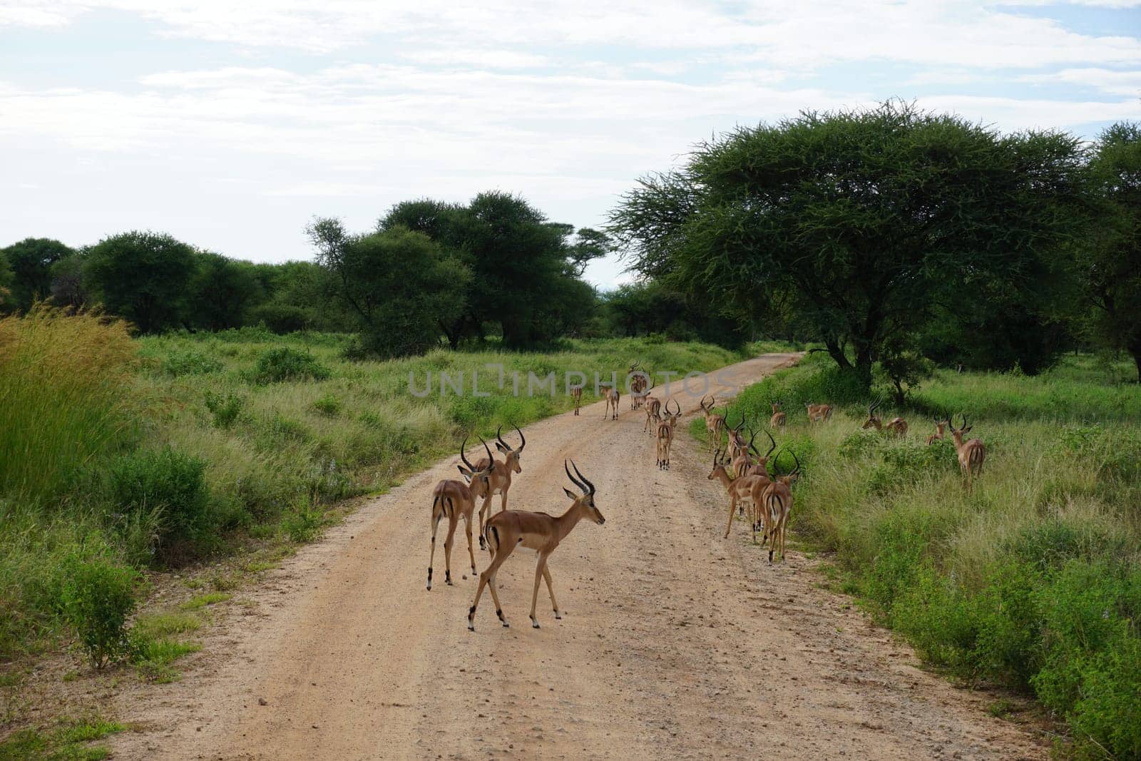 Female Impalas crossing the road in the Tarangire National Park, Tanzania 2021