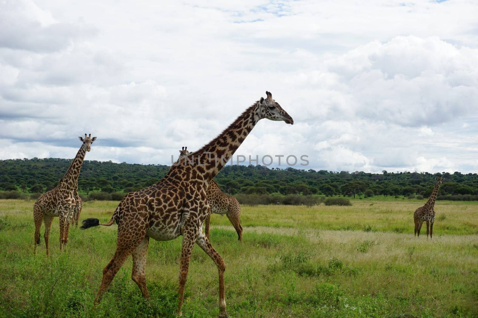Passing the tall Masai Giraffes in the Tarangire National Park, Tanzania 2021