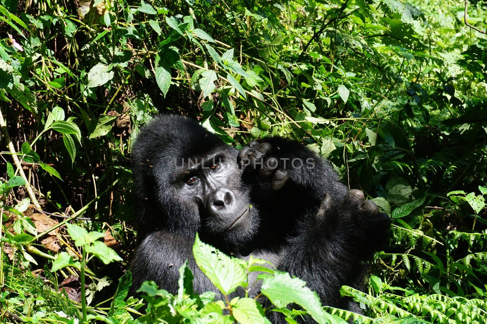 Eye contact with a silverback mountain gorilla at Bwindi Impenetrable Forest, Uganda