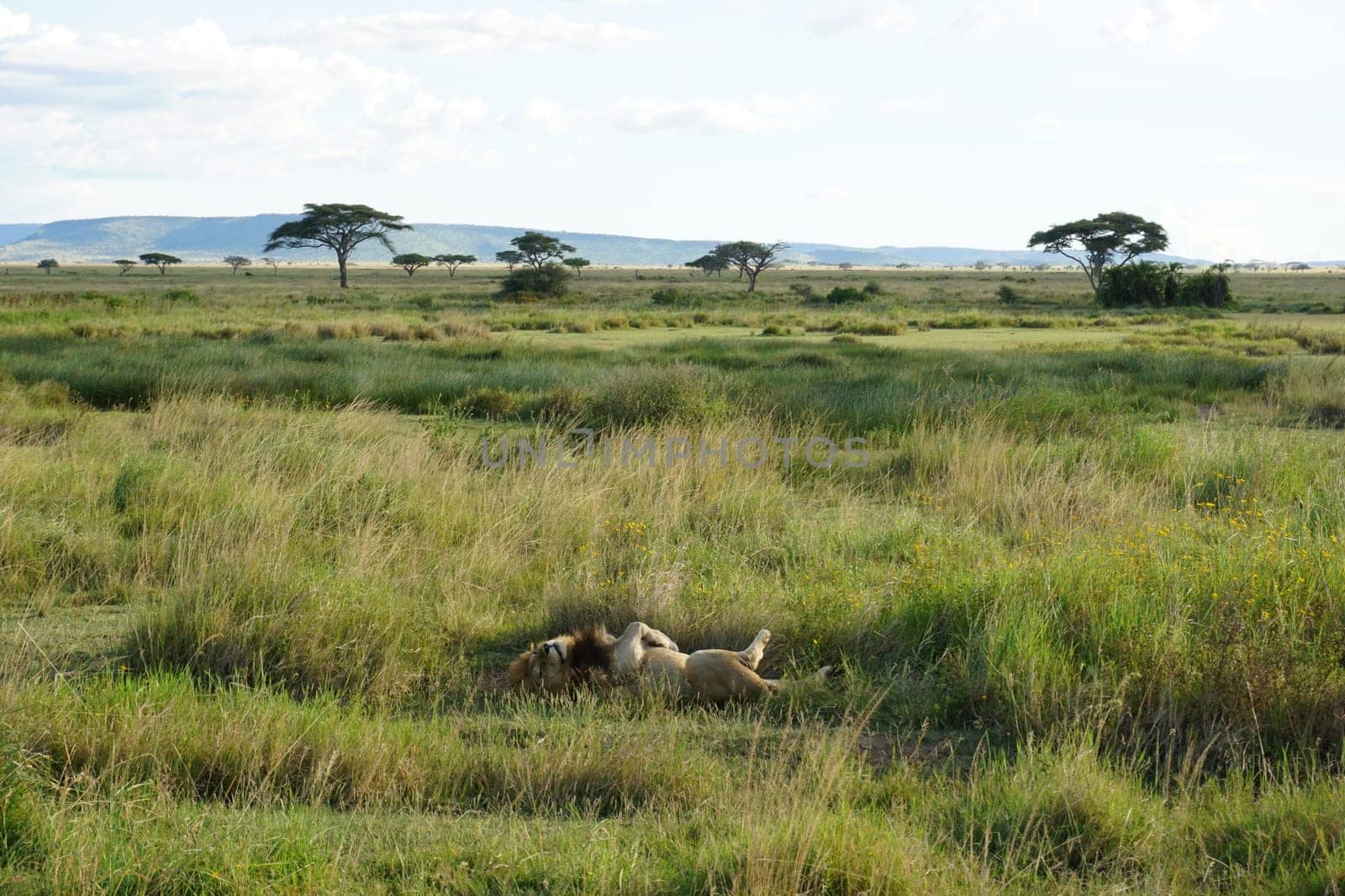 Male lion sleeping and recovering after hunting in the Serengeti, Tanzania 2021