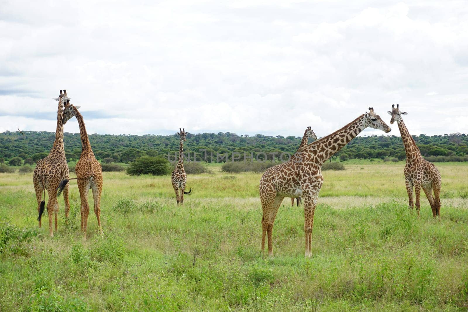 A group of Masai Giraffes spotted in the Tarangire National Park, Tanzania 2021