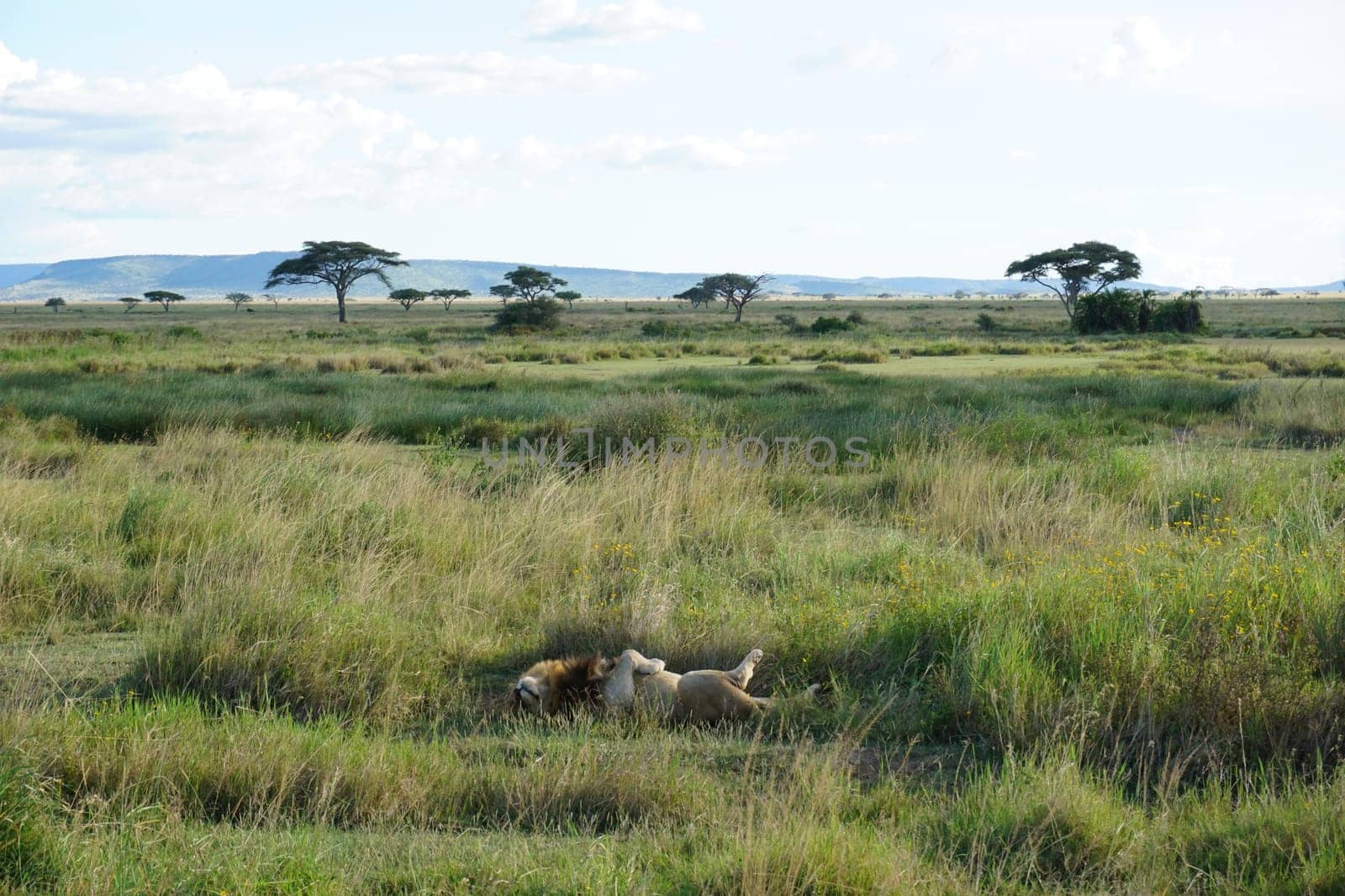 Lazy male lion sleepin in the Savanna of the Serengeti, Tanzania 2021