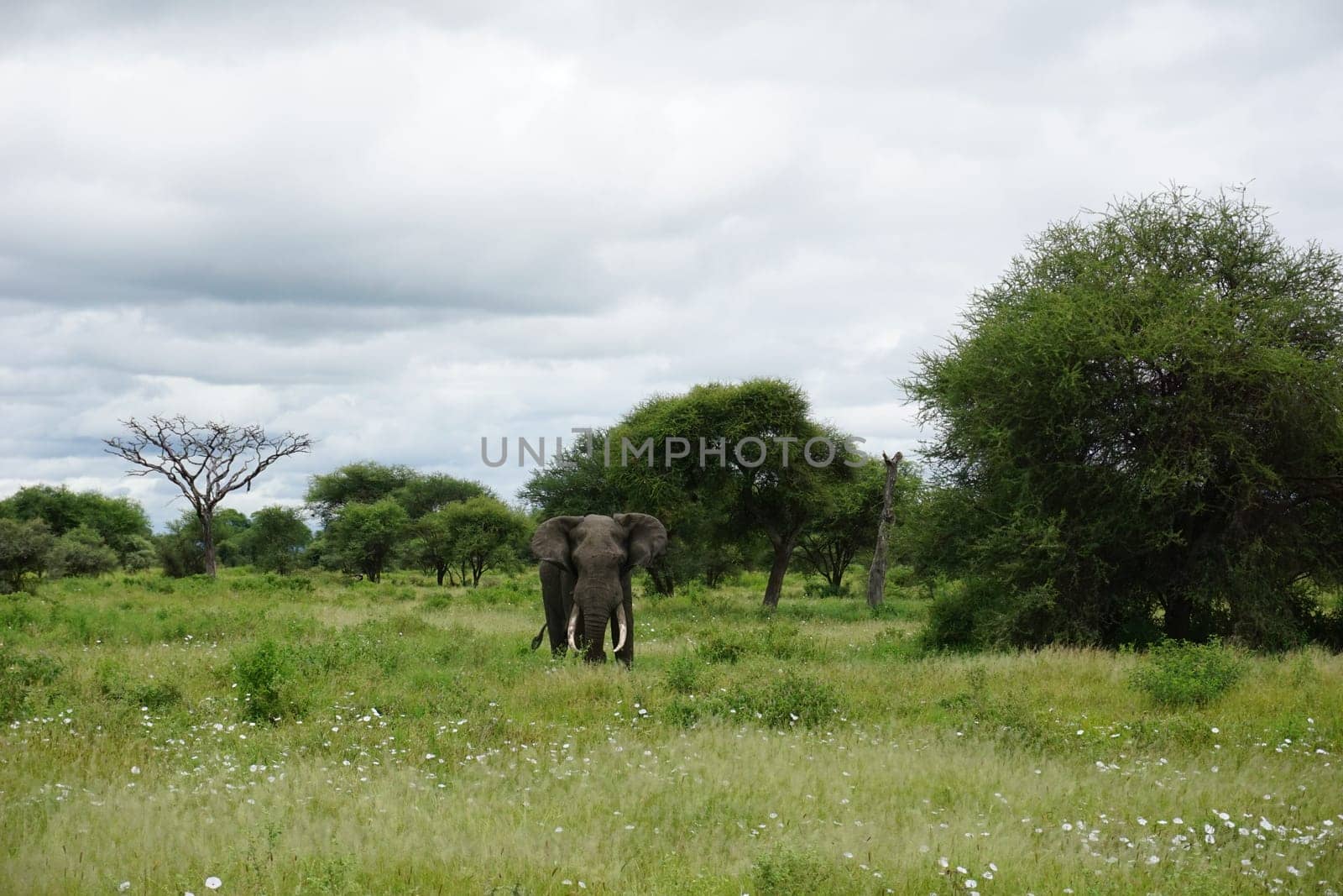 A lone african bull elephant, large and beautiful creature, Tanzania 2021
