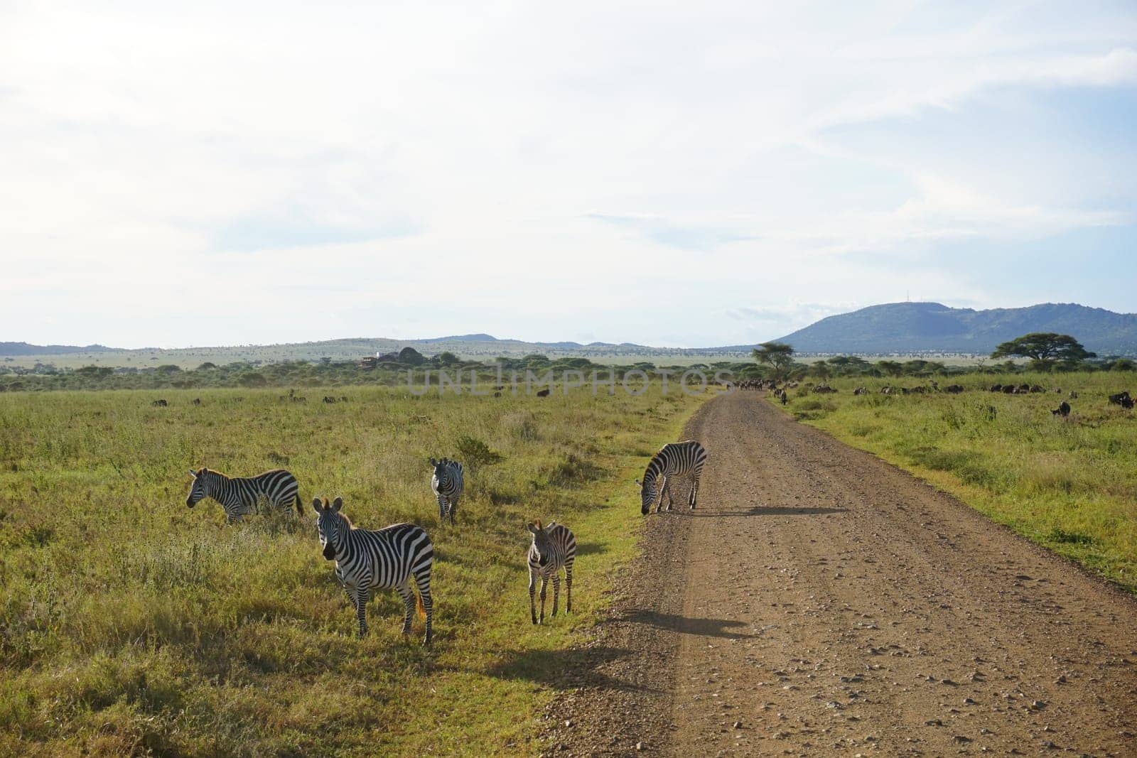 Group of zebras gathering at the golden hour close to the road in the Serengeti, Tanzania 2021