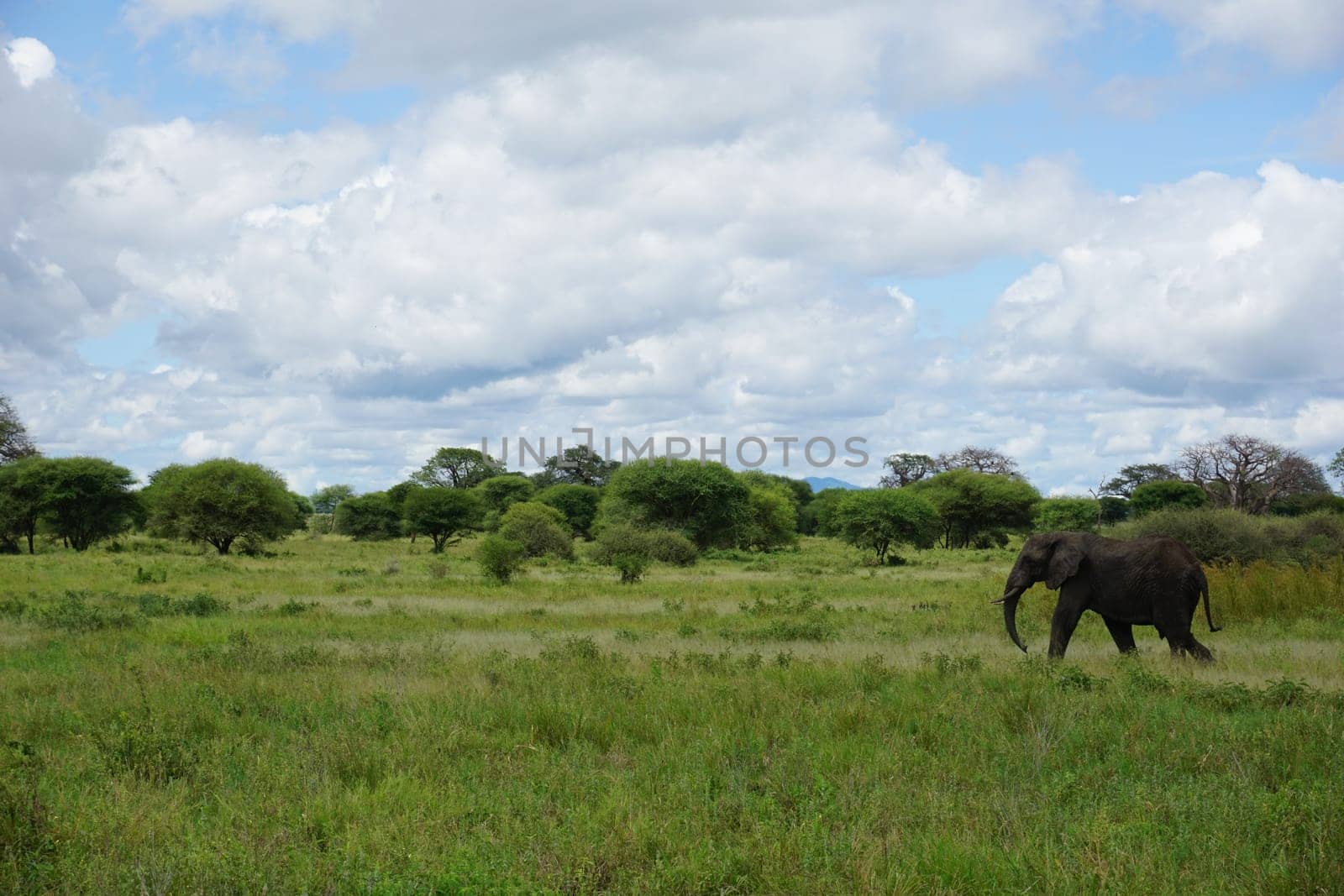 An African Elephant that we passed in the Tarangire National Park, Tanzania 2021