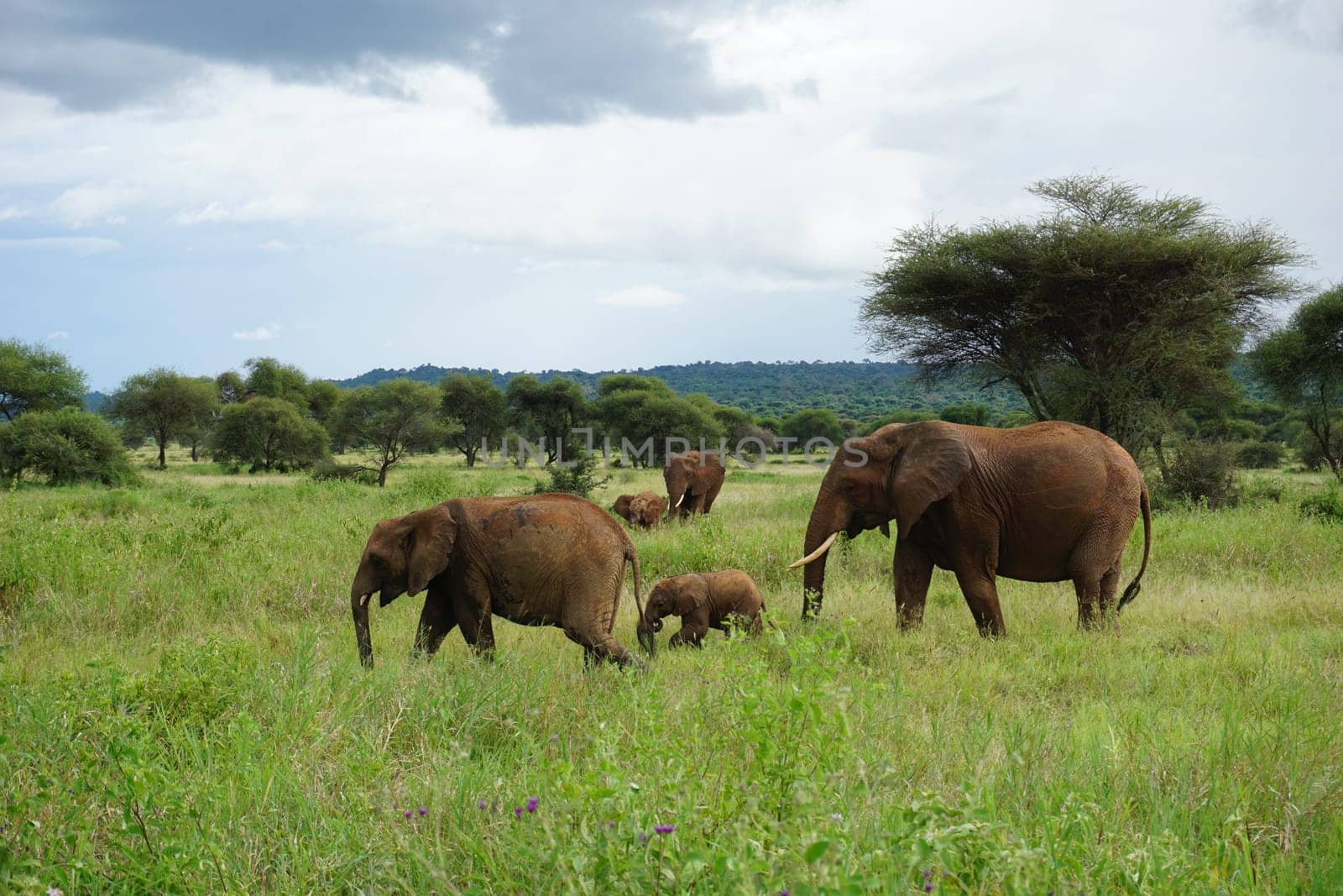 Beautiful elephant family taking care of the baby elephant, Tarangire National Park, Tanzania 2021