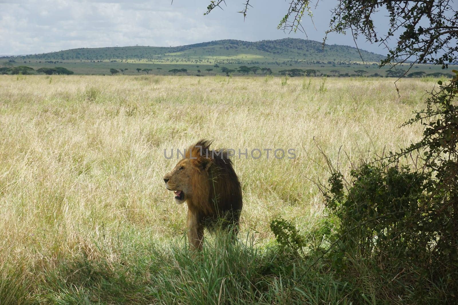Male lion, observing the surroundings in the Serengeti, Tanzania 2021