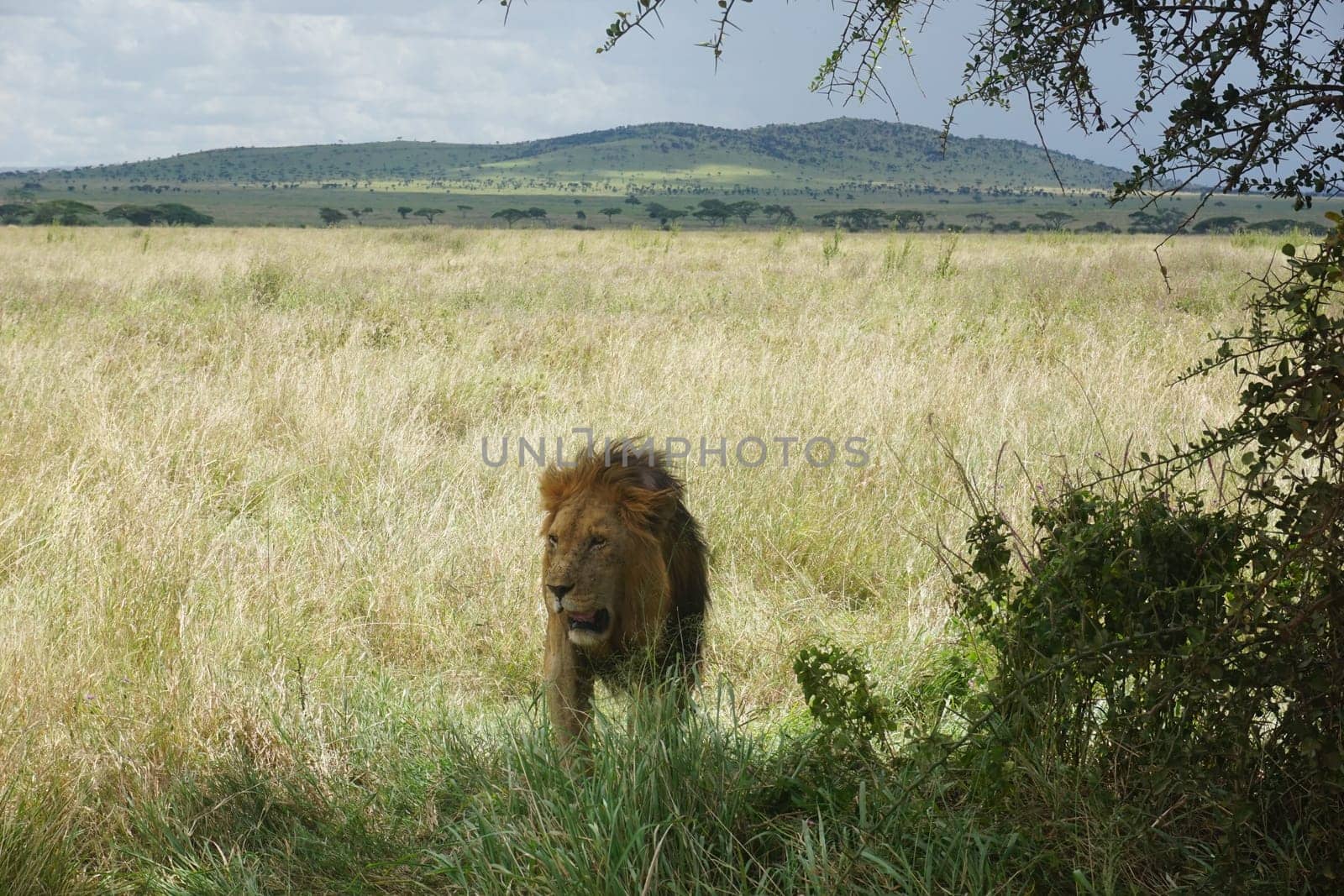 Male lion looking for a place to sleep and relax in the shade, Serengeti, Tanzania 2021