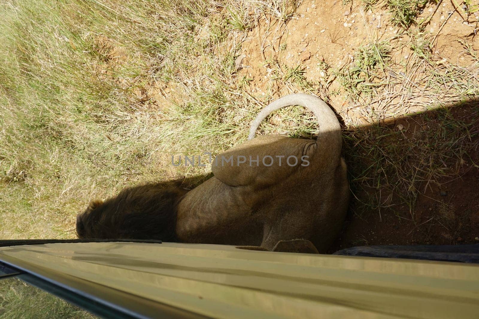Intimidating lion hiding very close to our car, hiding in its shade, Serengeti, Tanzania 2021