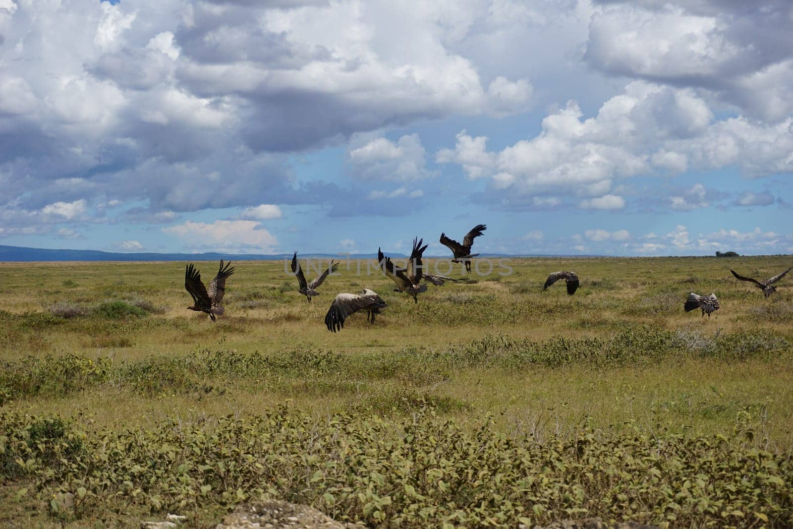 Group of vultures flying away, Serengeti National Park, Tanzania 2021
