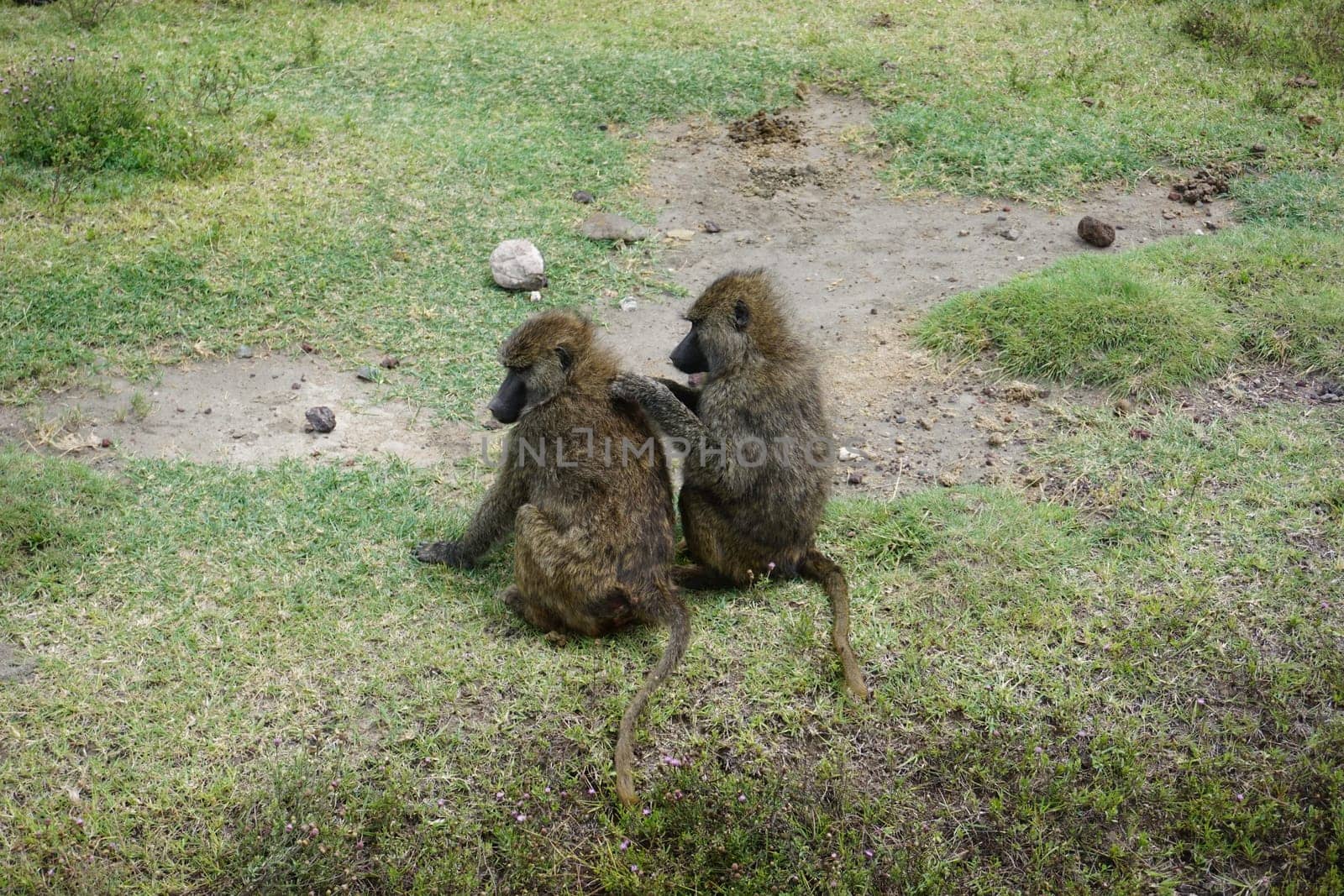 Two monkeys lousing each other in Ngorongoro Crater, Tanzania 2021