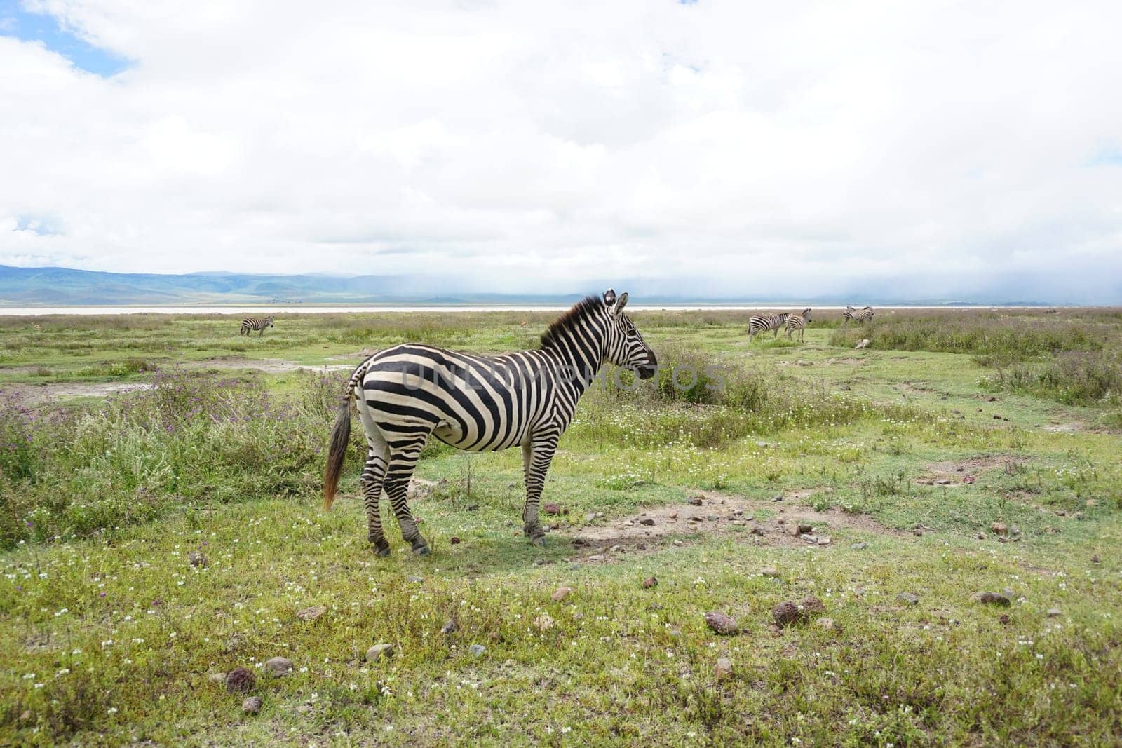 A Zebra in the Ngorongoro Crater National Park, Conservation Area, Tanzania 2021