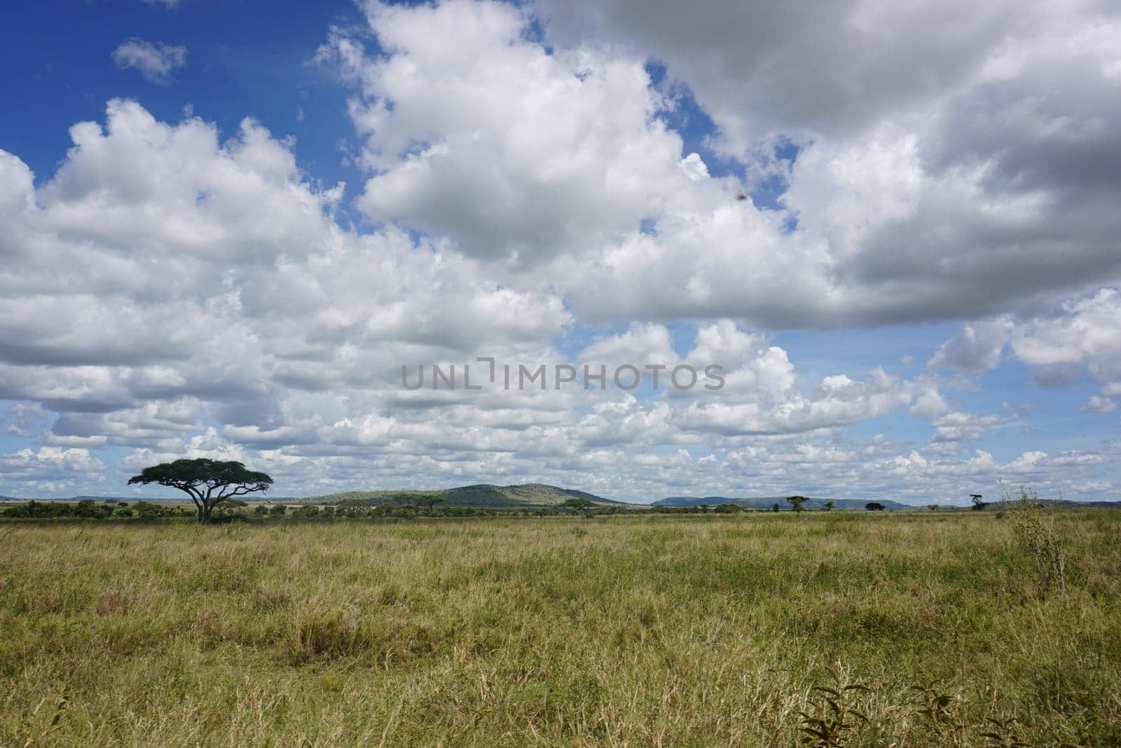 The vast bush lands of the Serengeti National Park, Tanzania 2021