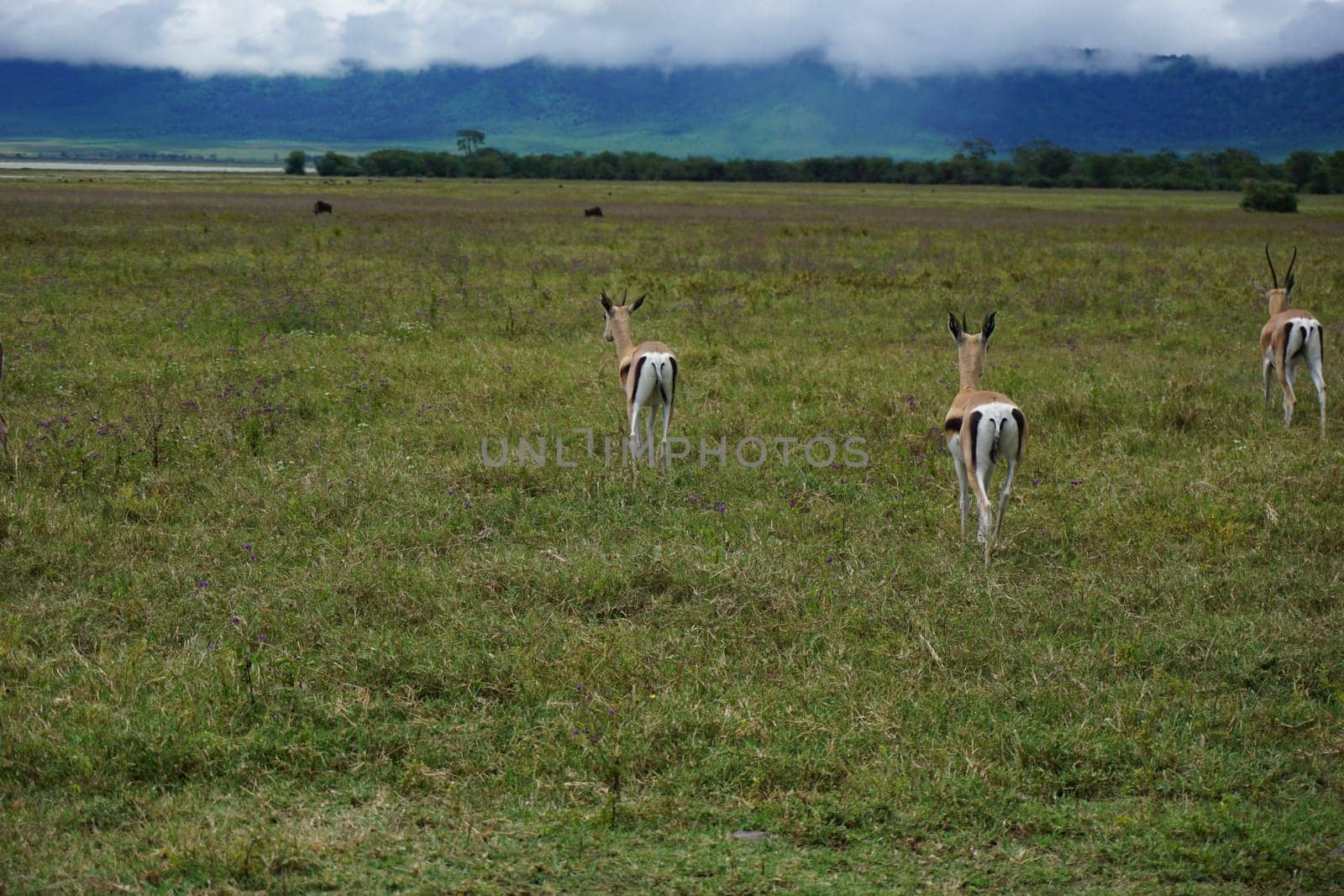 Group of three Thomson's Gazelles caught in the Ngorongoro Crater, Tanzania 2021