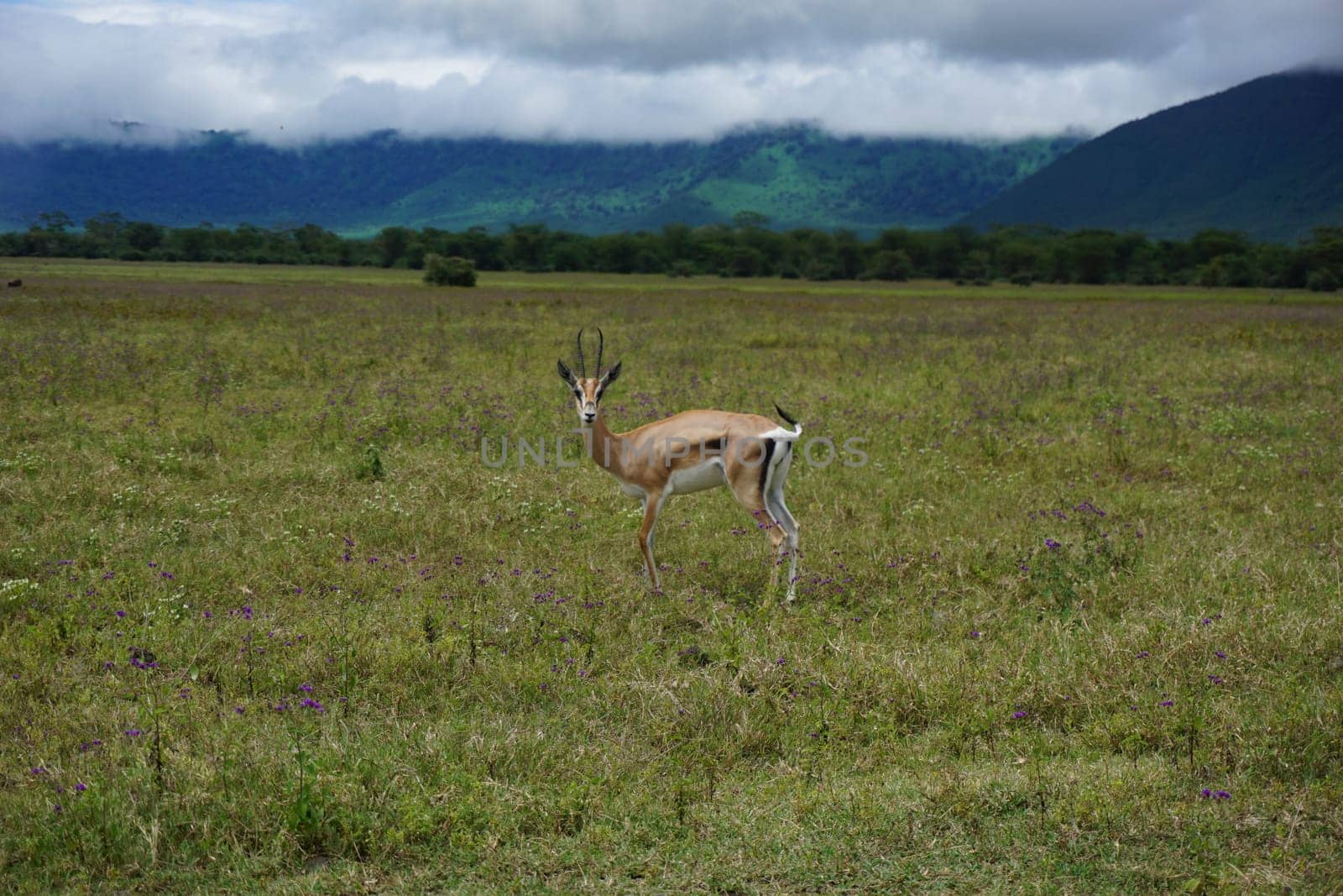 Beautiful Thomson's Gazelle caught in the Ngorongoro Crater, Tanzania 2021