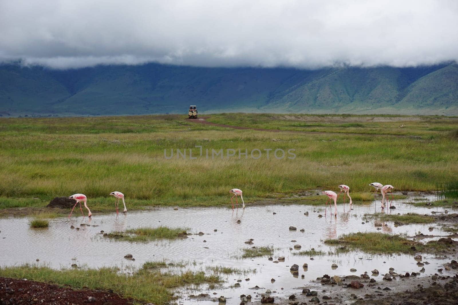 Group of flamingos standing in the water with 4x4 in the background, Norongoro Crater, Tanzania 2021