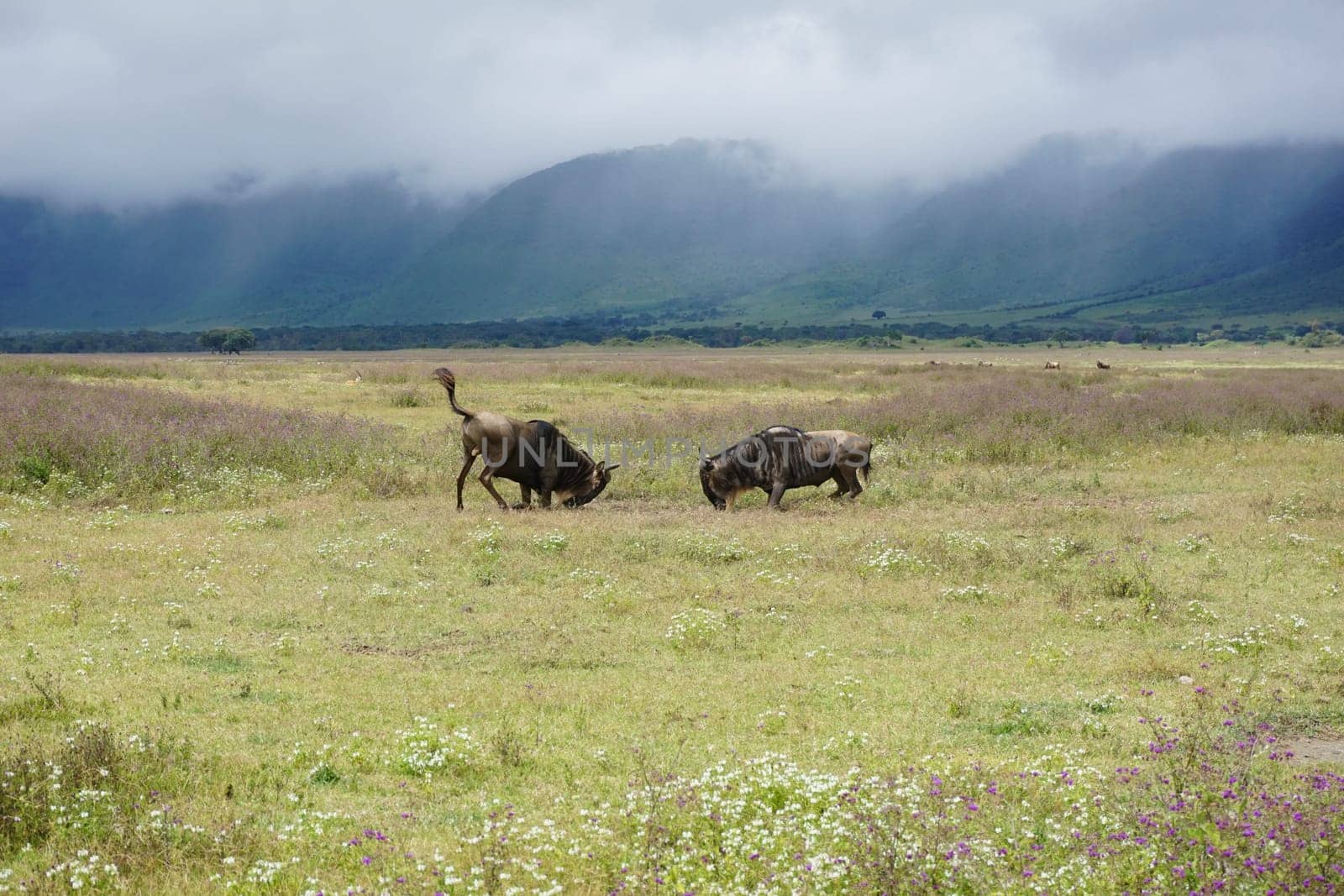 Two male wildebeest, gnus, about to start a fight, Ngorongoro Crater, Tanzania 2021