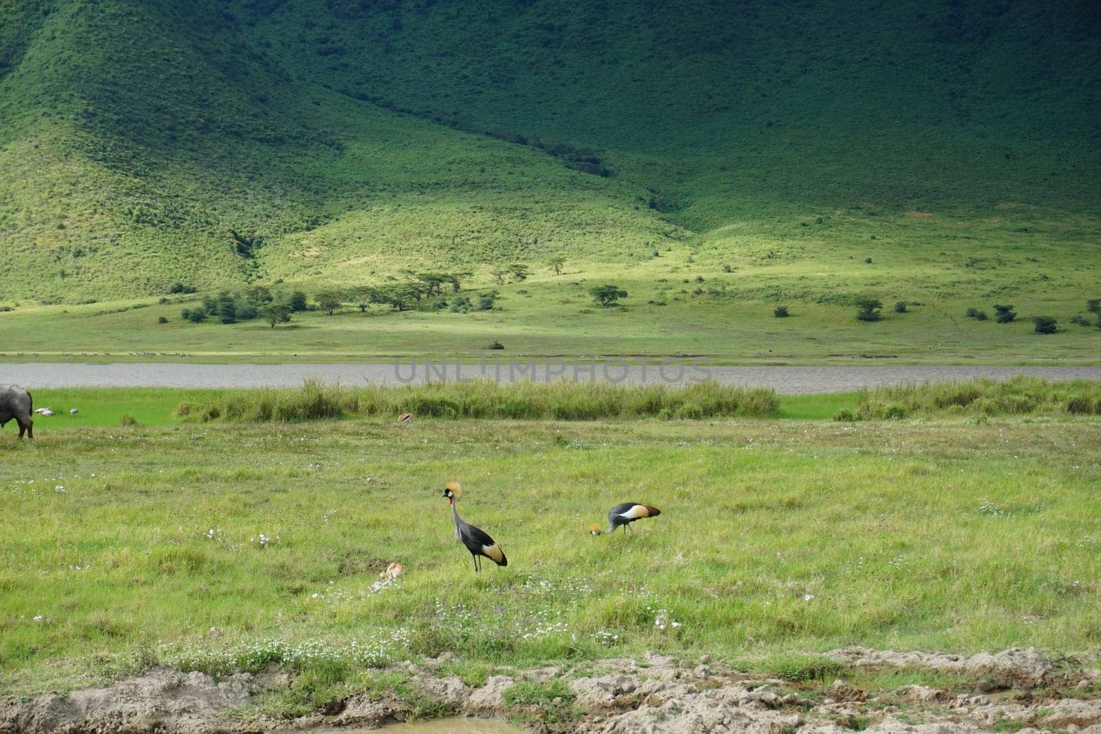 Two black crowned cranes in the Ngorongoro Crater, Tanzania 2021