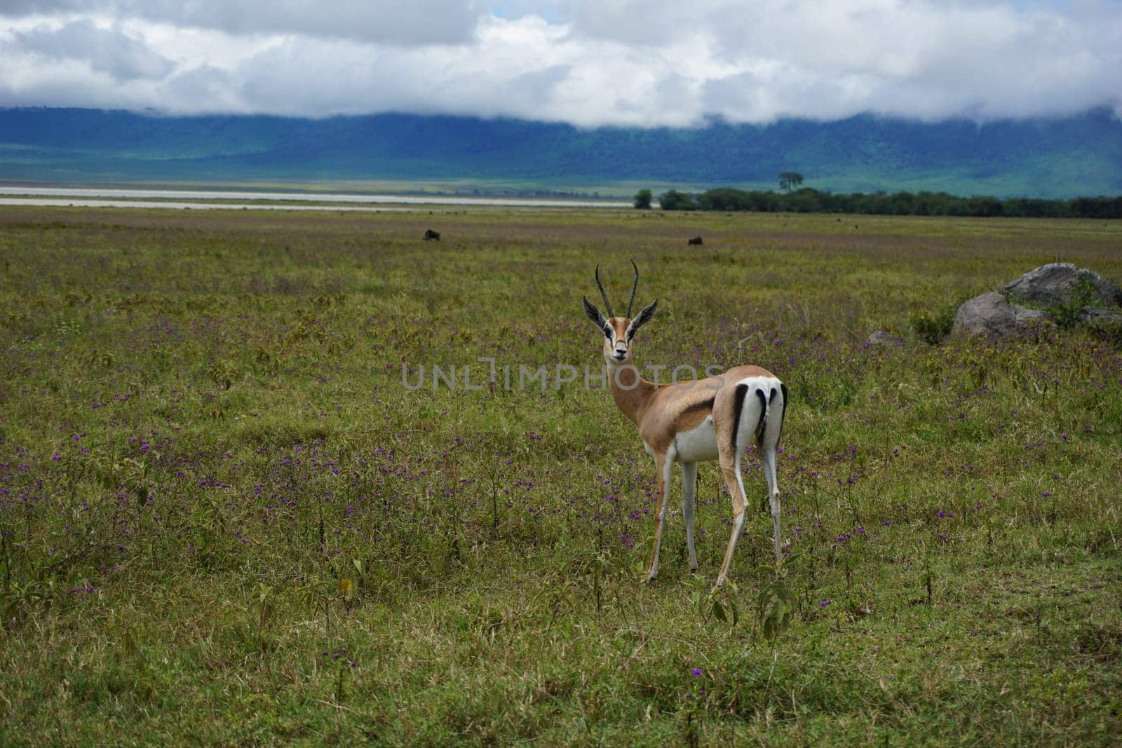 Curious Thomson's Gazelle caught in the Ngorongoro Crater, Tanzania 2021