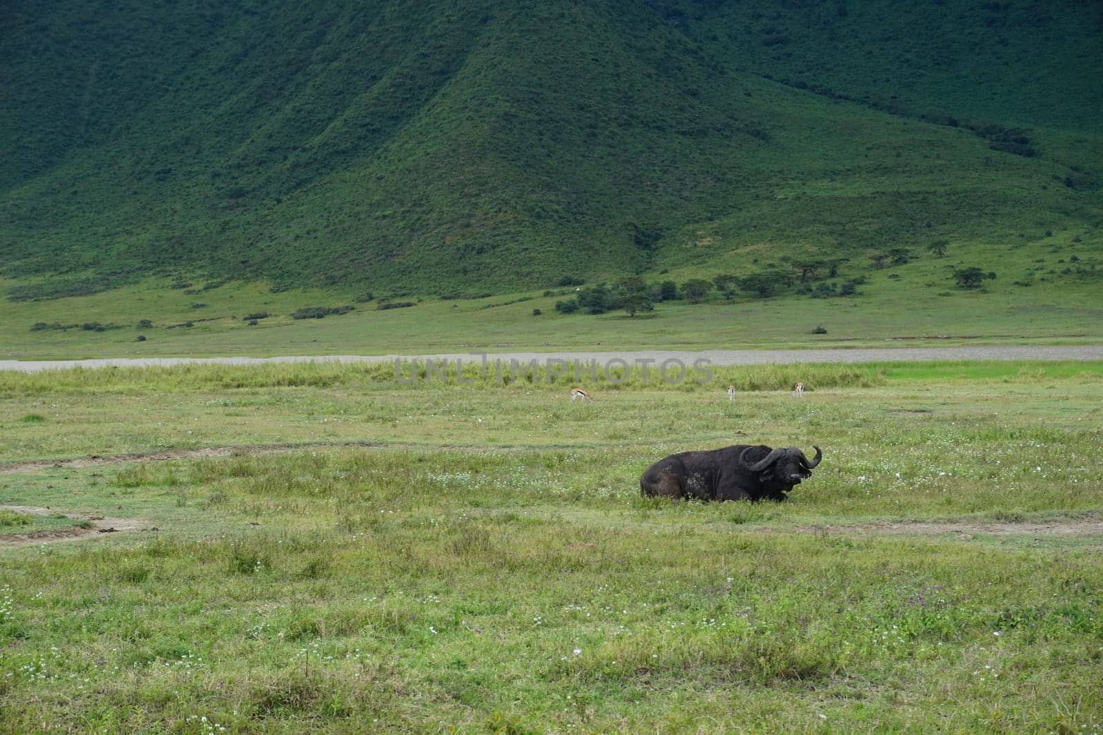 Water buffalo relaxing in the Ngorongoro Crater on a cloudy day, Tanzania 2021