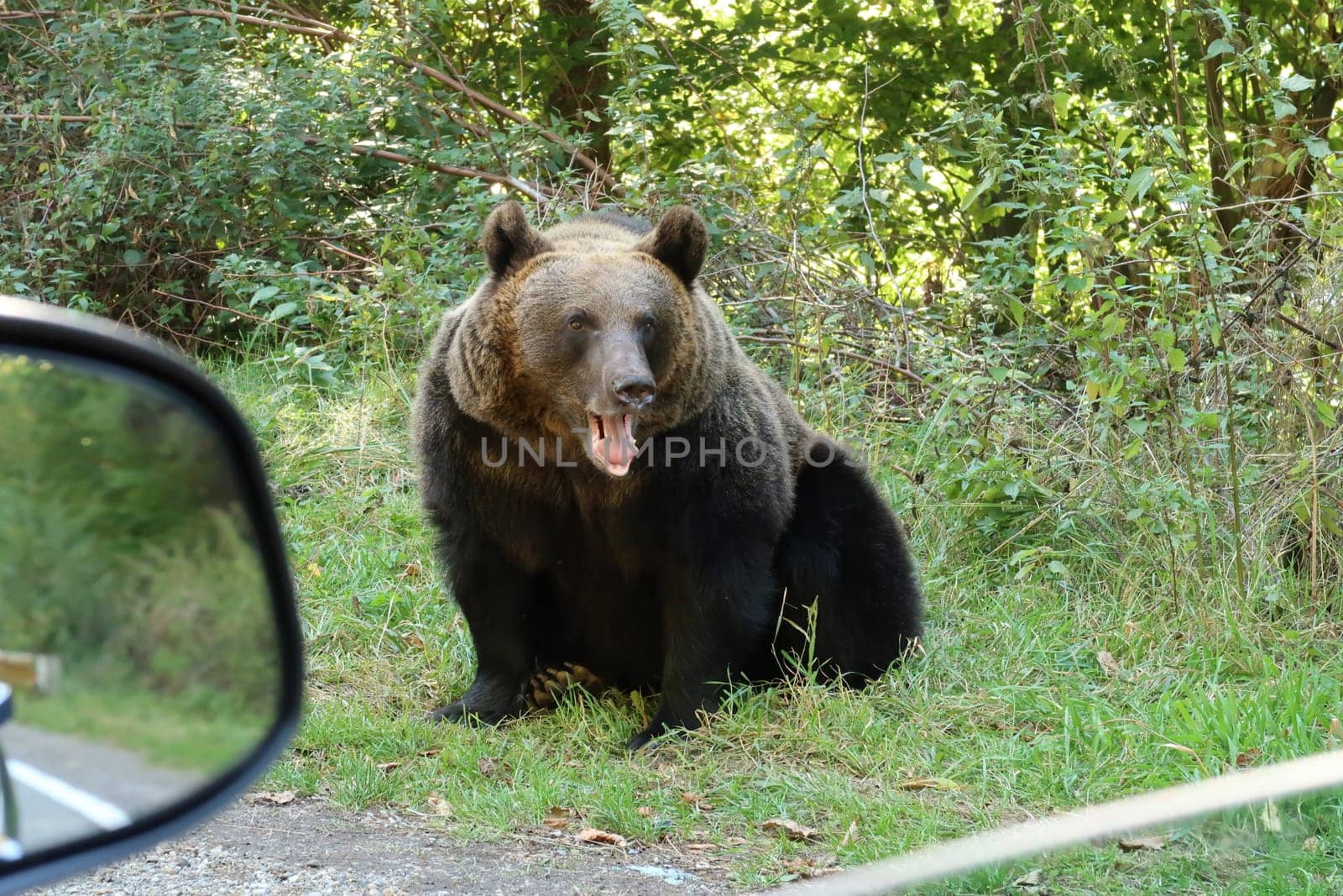 Female, adult brown bear nex to the road, close to a car, Transfagarasan Highway, Romania
