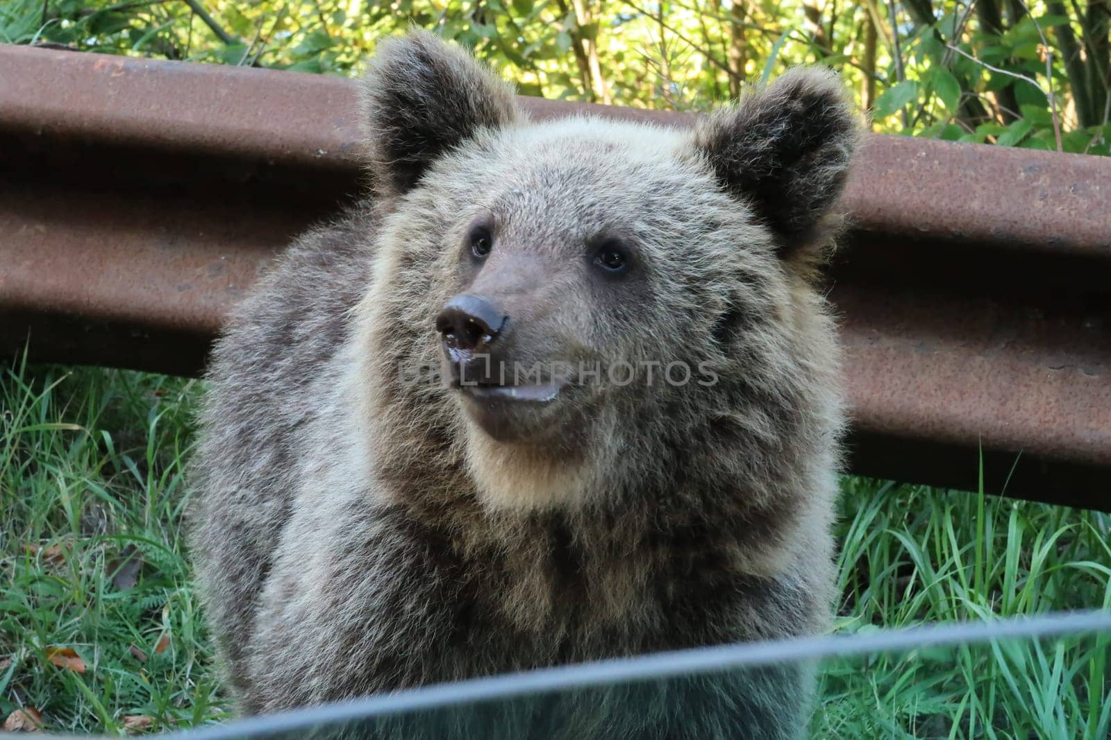 Shot of a baby brown bear, taken out of an open car window, Transfagarasan Highway, Romania 2021