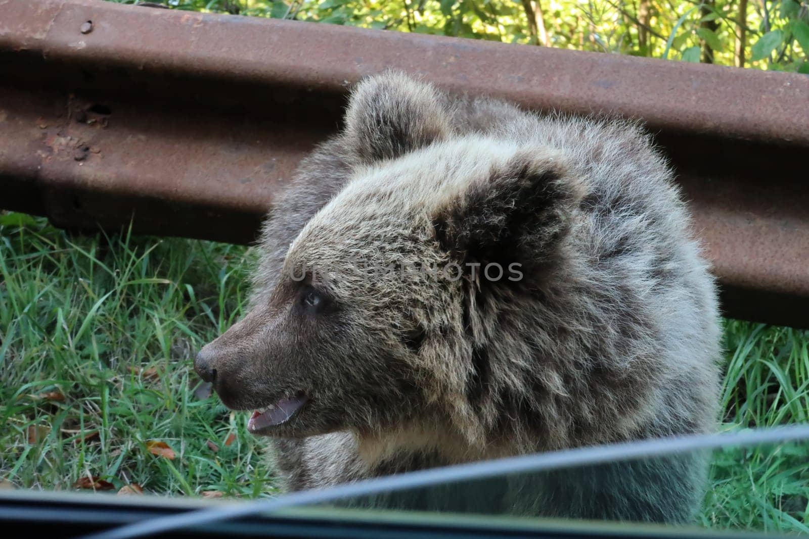 Brave baby brown bear, next to the road, Transfagarasan Highway, Romania 2021