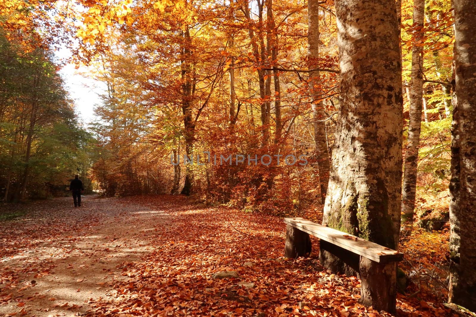 Bench on a walkway in the forest at Rila Monastery with inviting bench, Bulgaria 2021