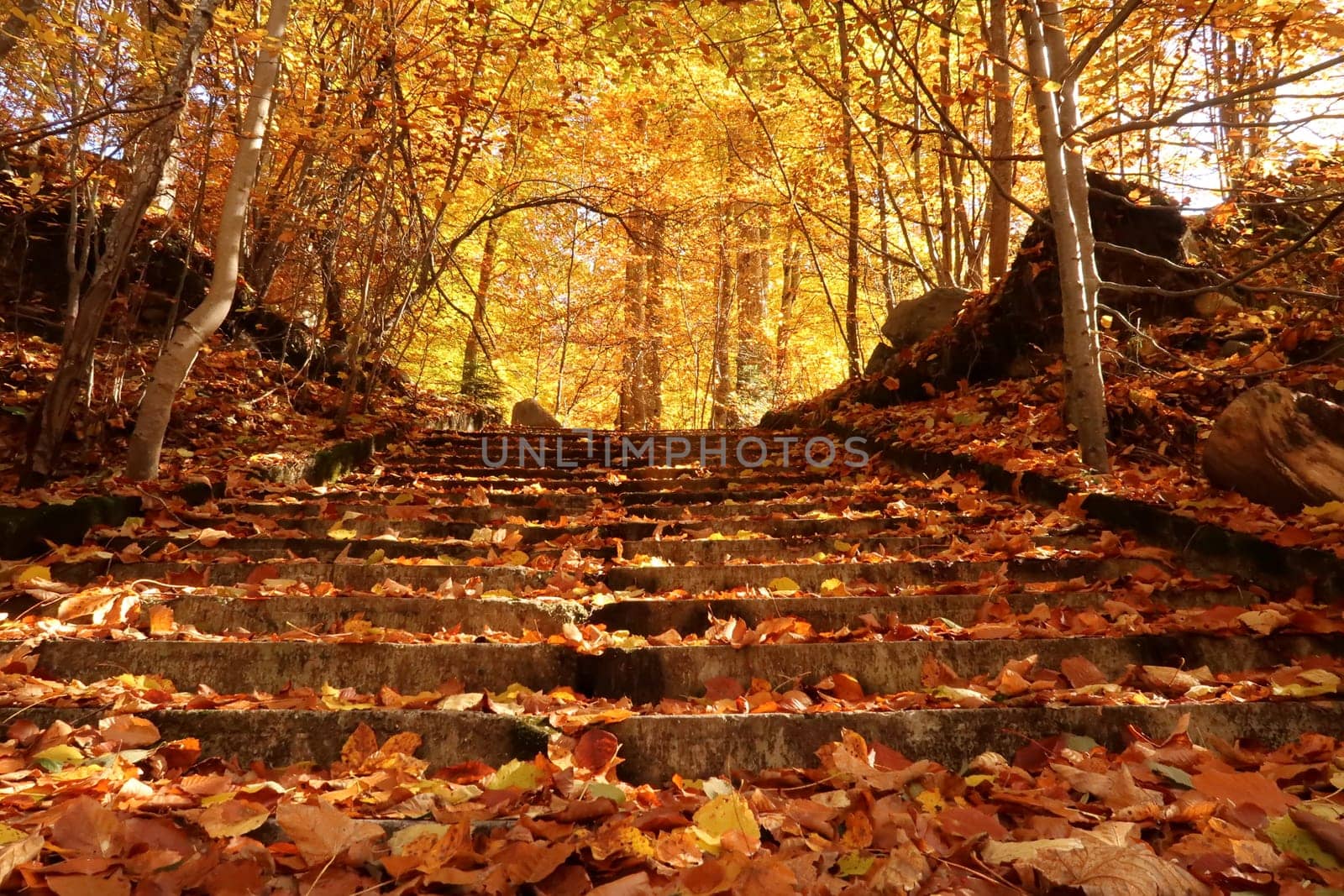 Stairway covered in leaves and colorful treetops in the background at Rila Monastery, Bulgaria 2021